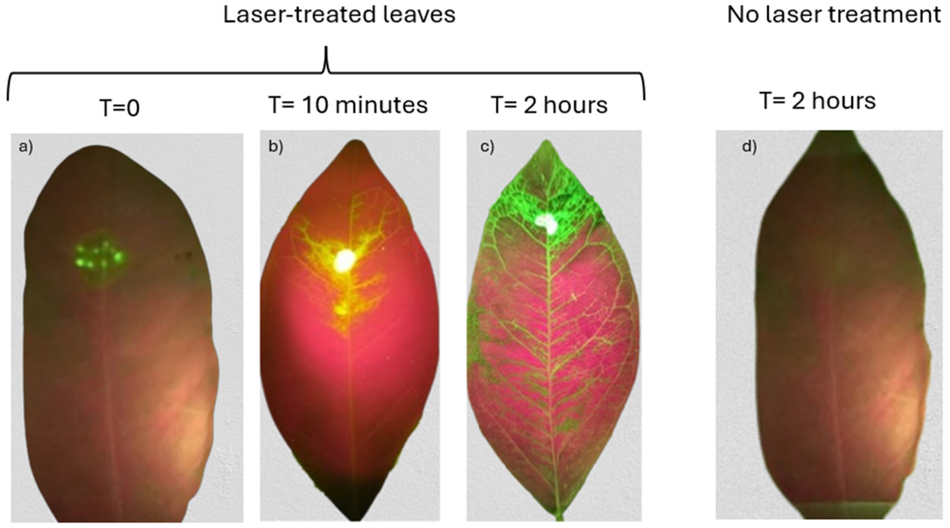 Preprints 151279 g006