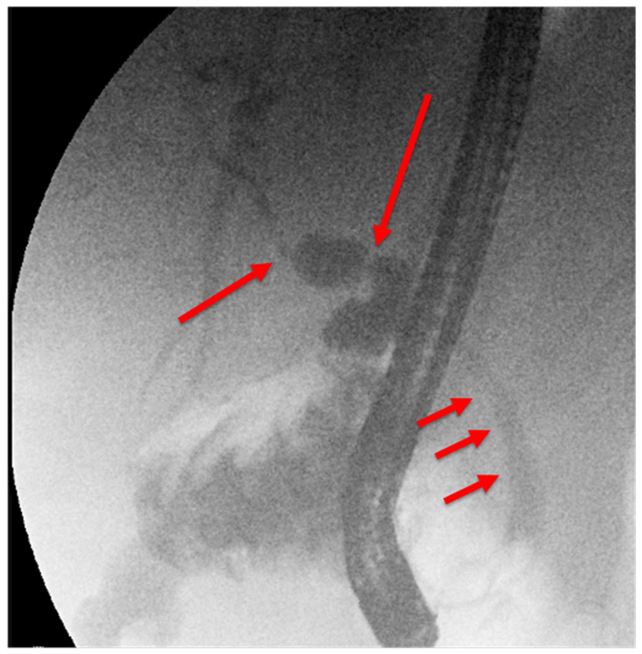 Preprints 165060 g005