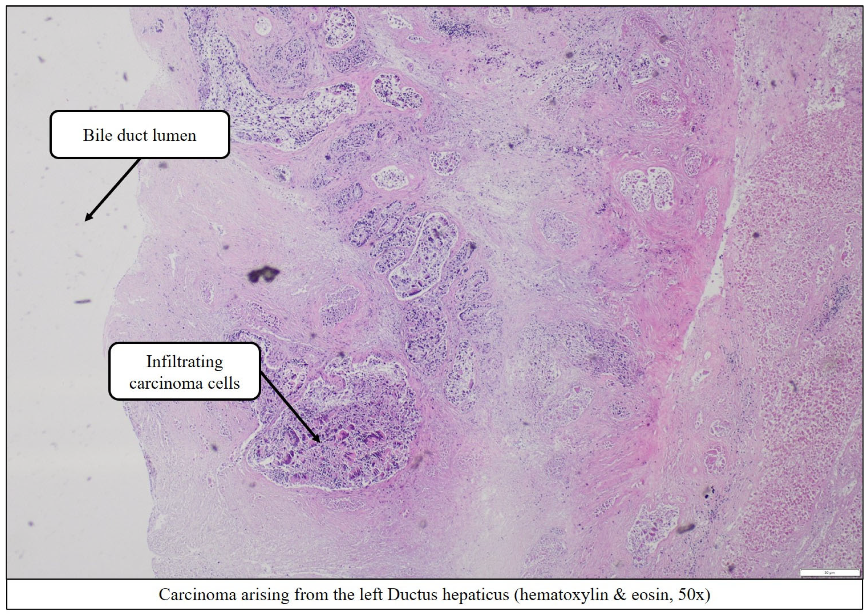 Preprints 165060 g010