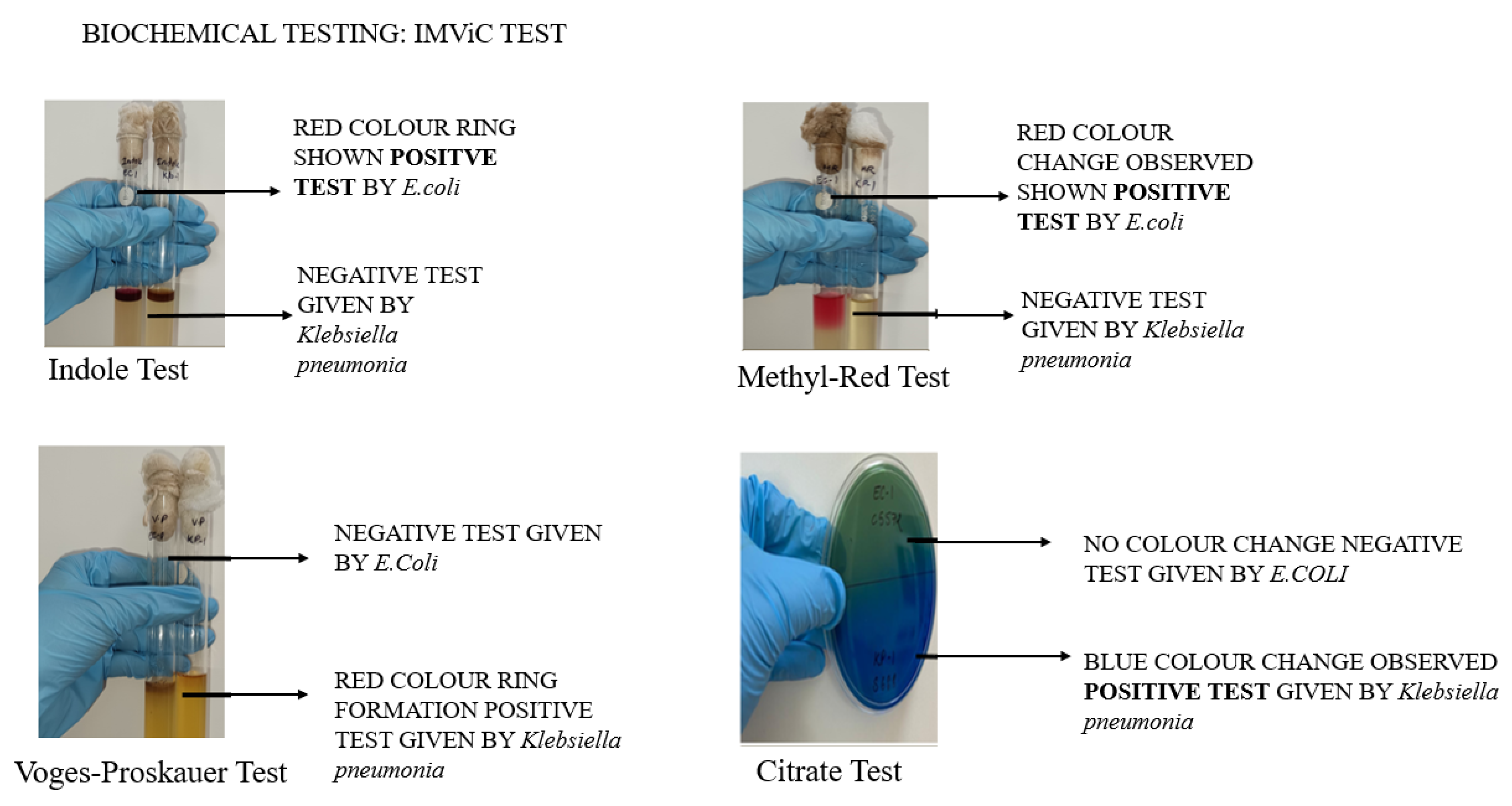 Preprints 228601 g003 Preprints 228601 g003