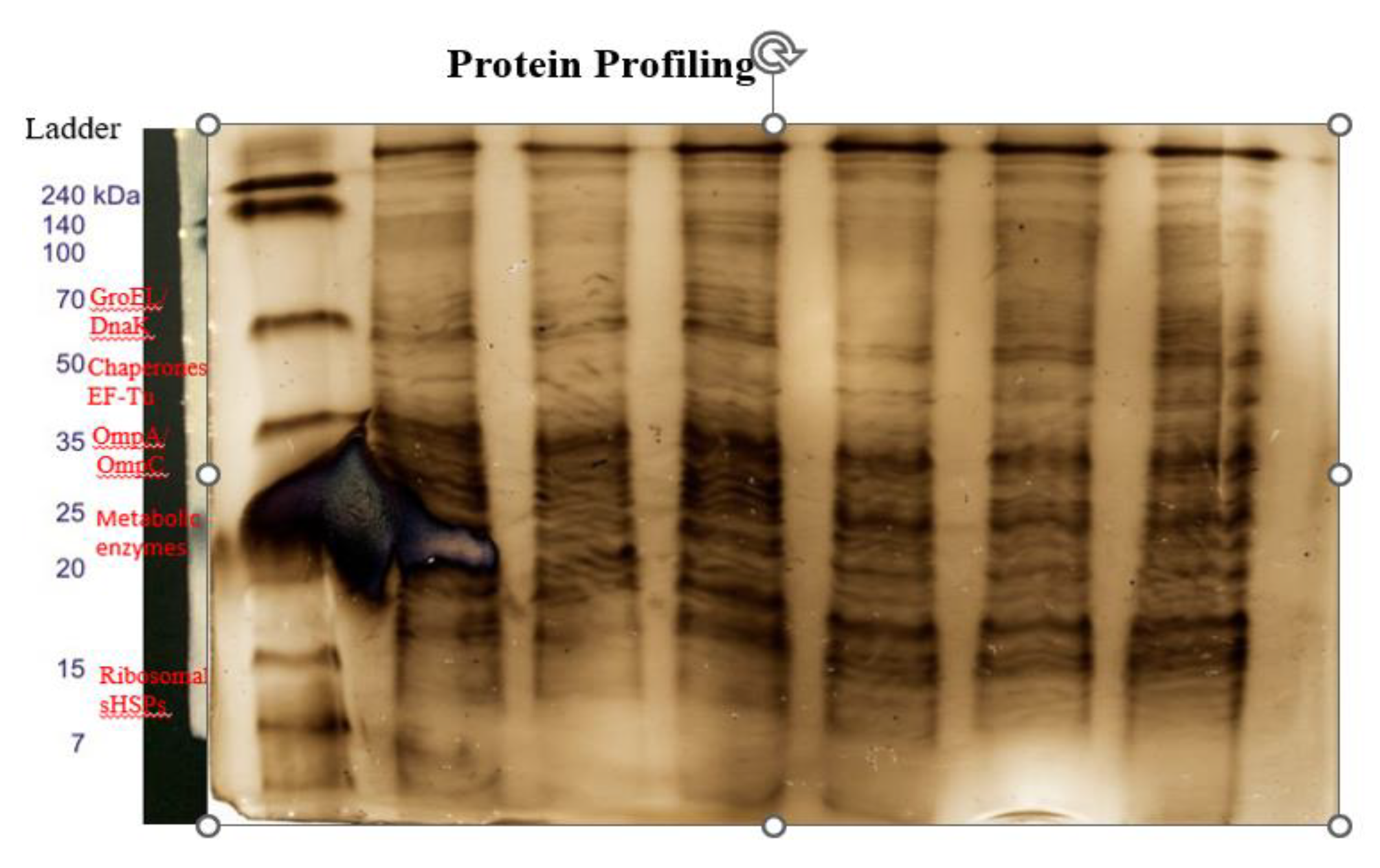 Preprints 228601 g011 Preprints 228601 g011