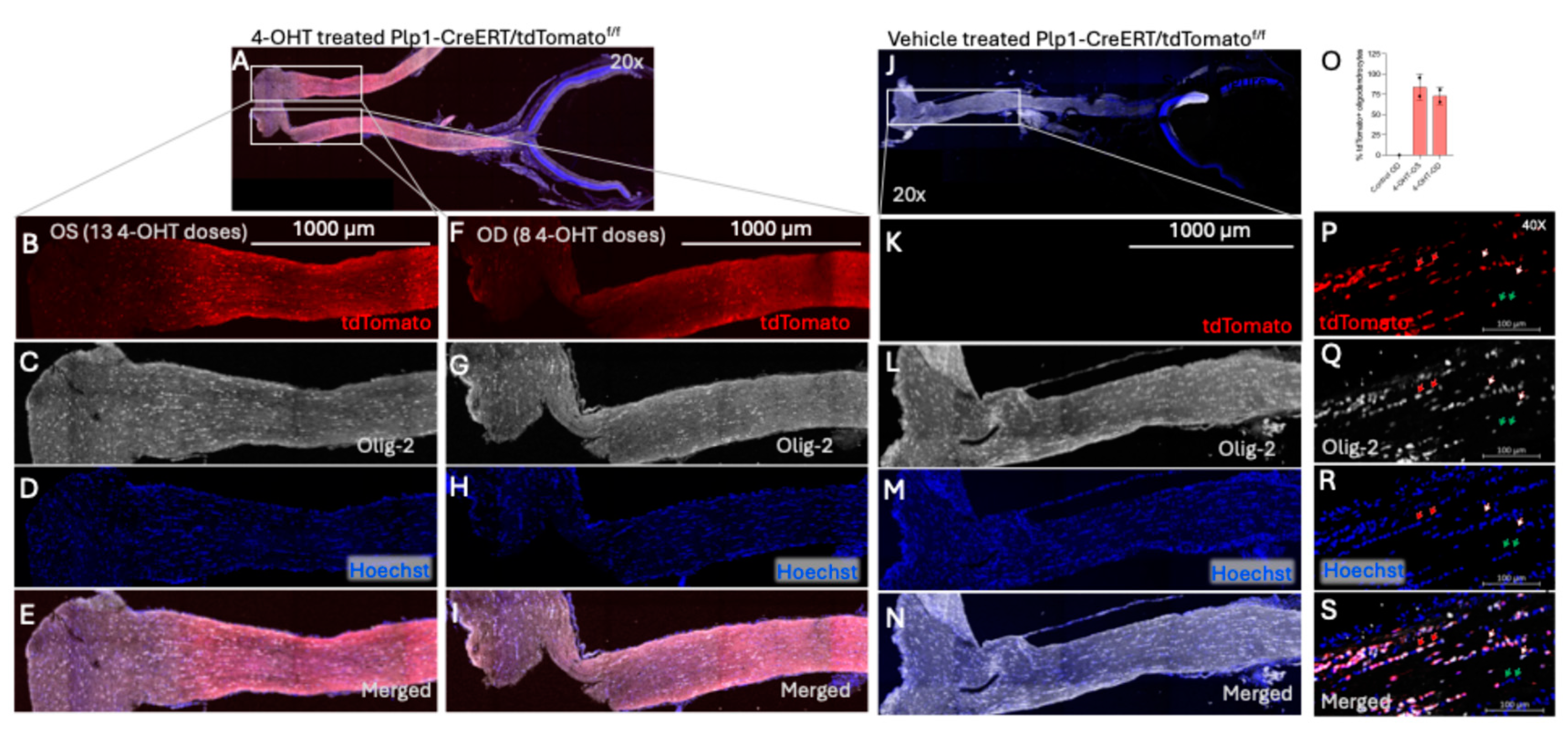 Preprints 190661 g002