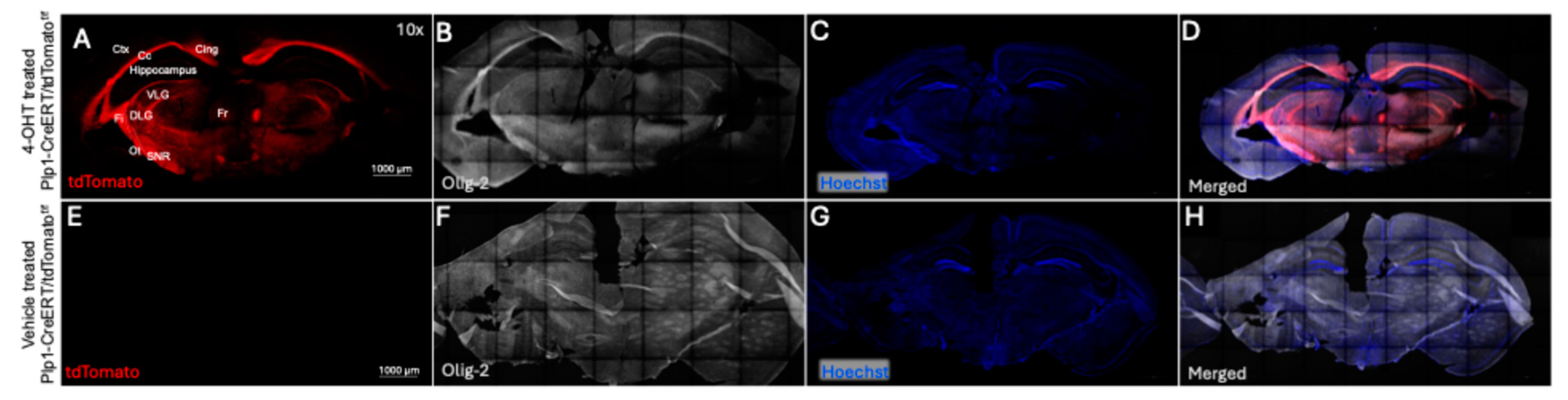 Preprints 190661 g004