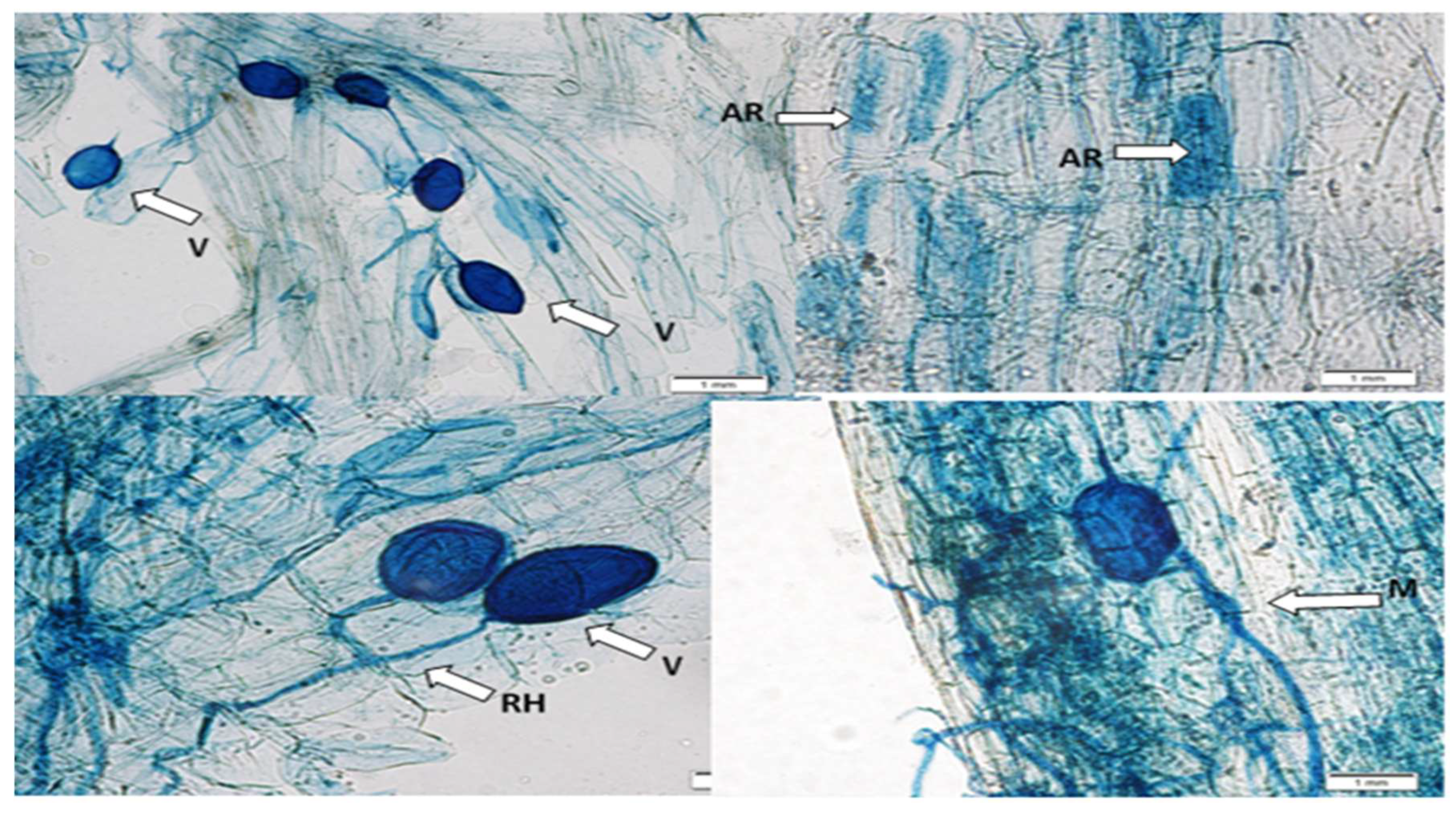 Preprints 208721 g001