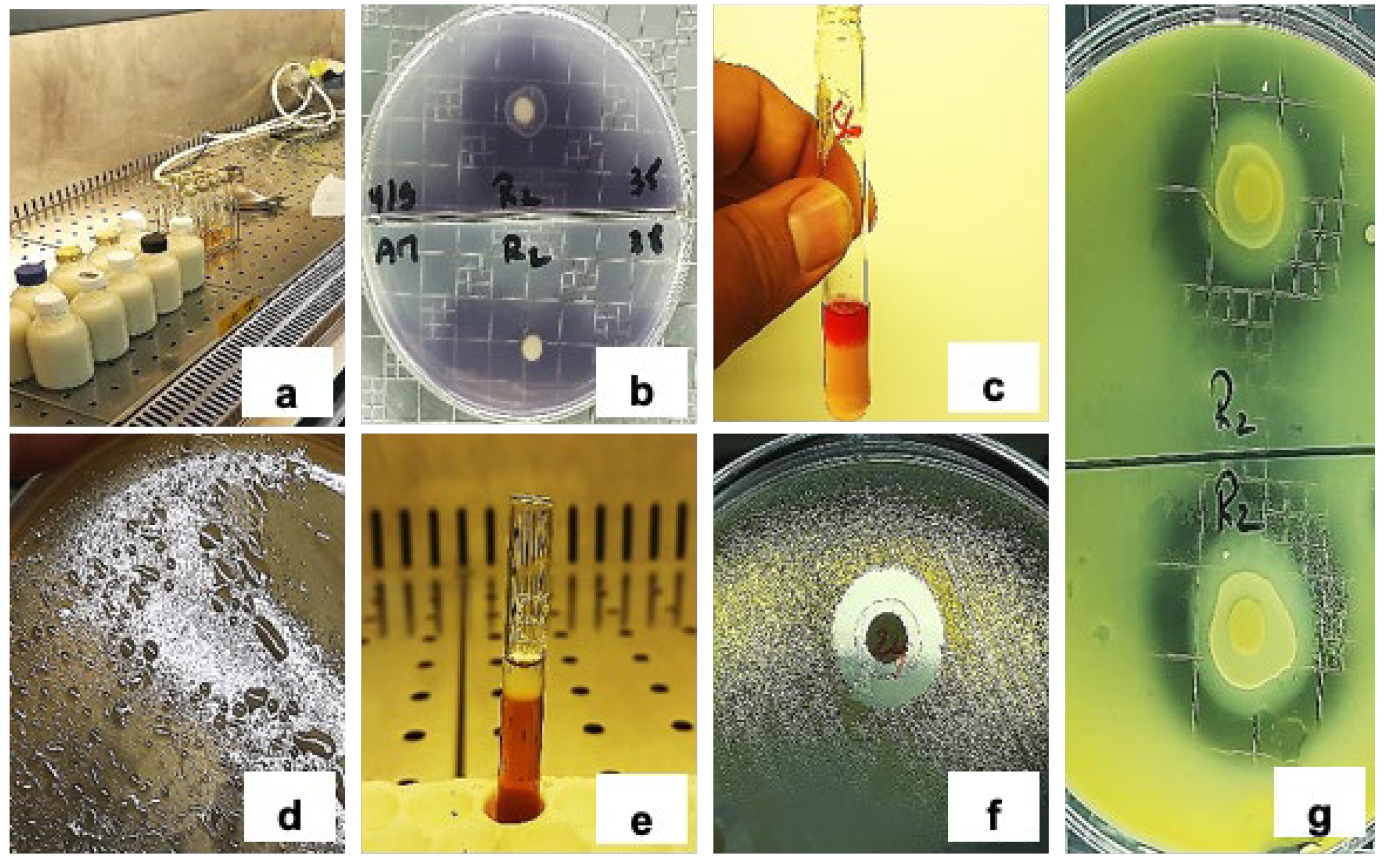Preprints 165716 g007