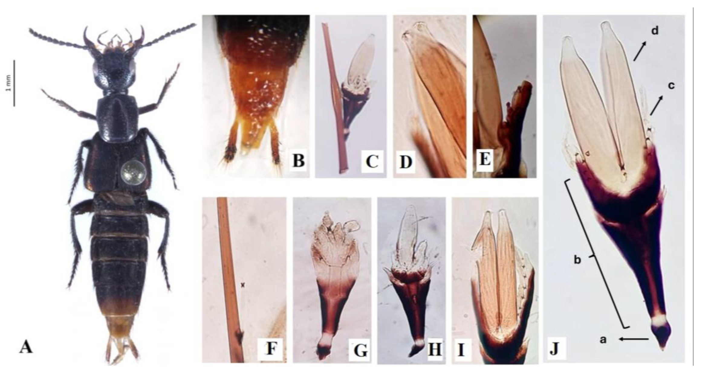 Preprints 173035 g001
