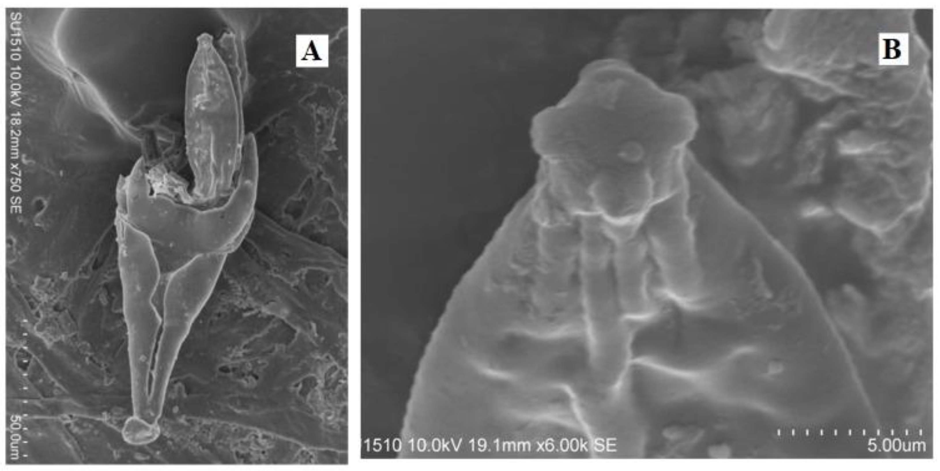 Preprints 173035 g002