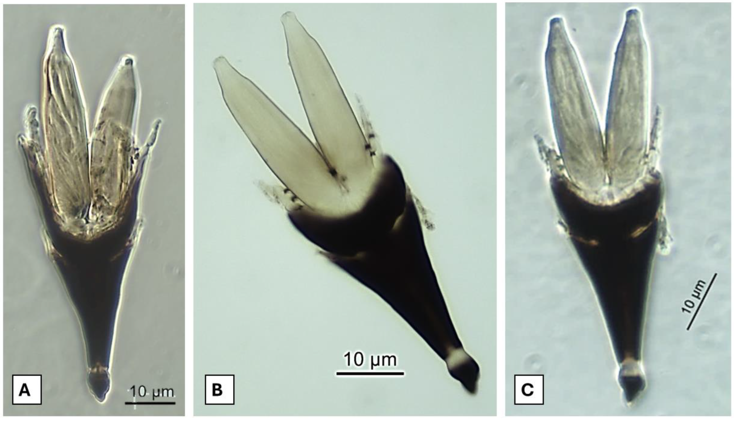 Preprints 173035 g003
