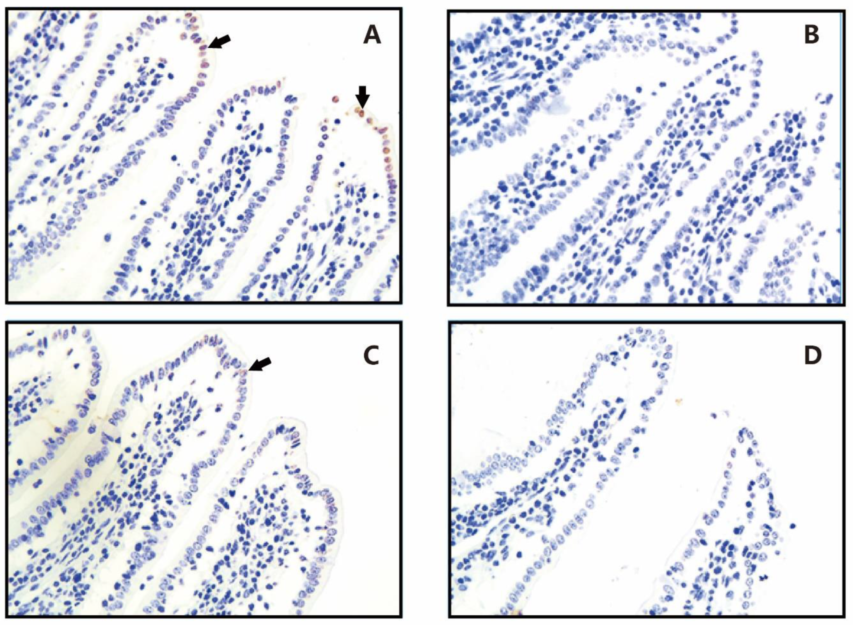 Preprints 154672 g001