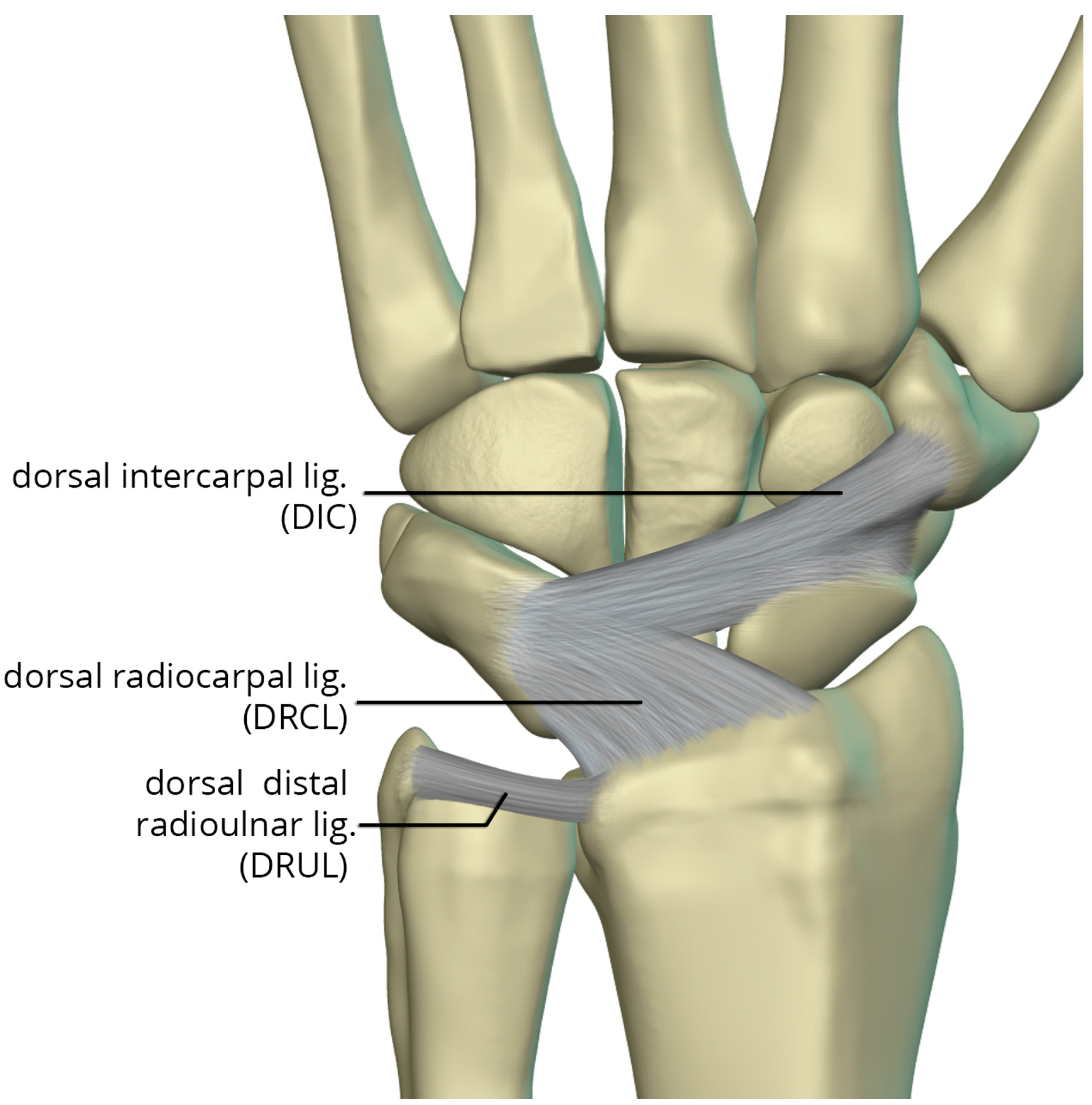 Preprints 72000 g025