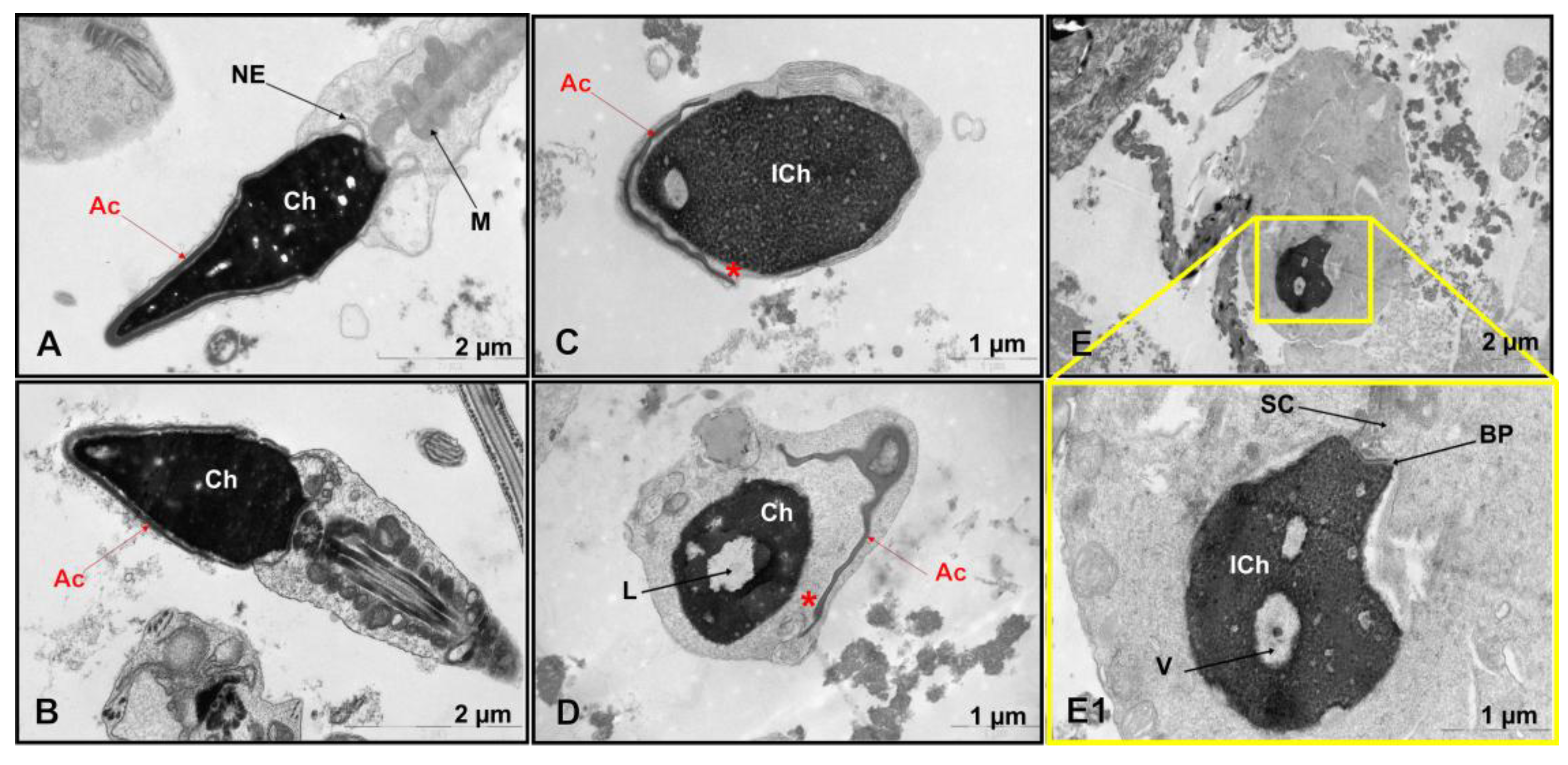 Preprints 184618 g001