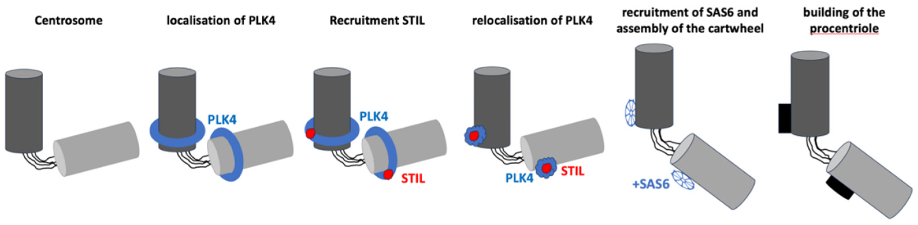 Preprints 157439 g006