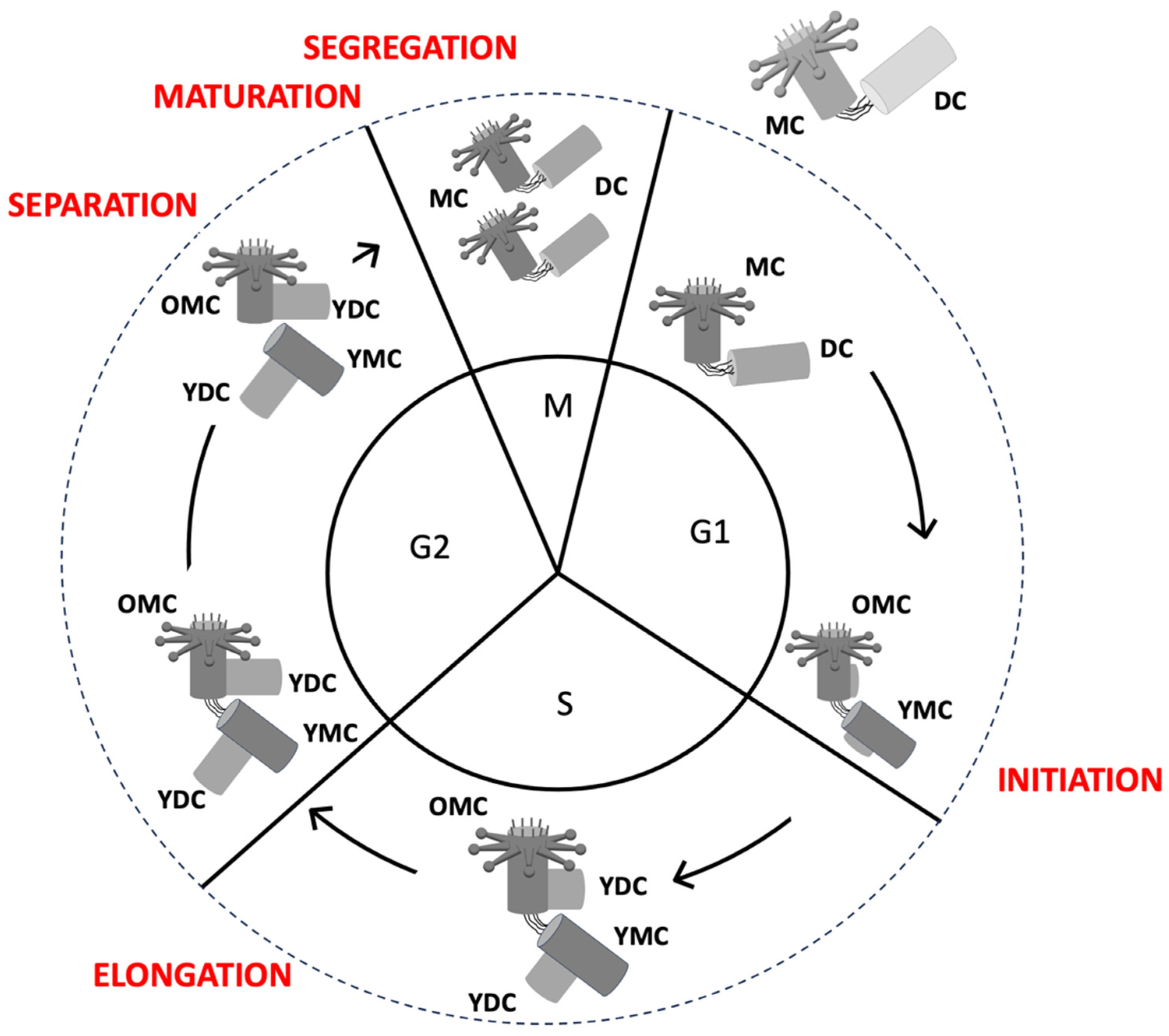 Preprints 157439 g007