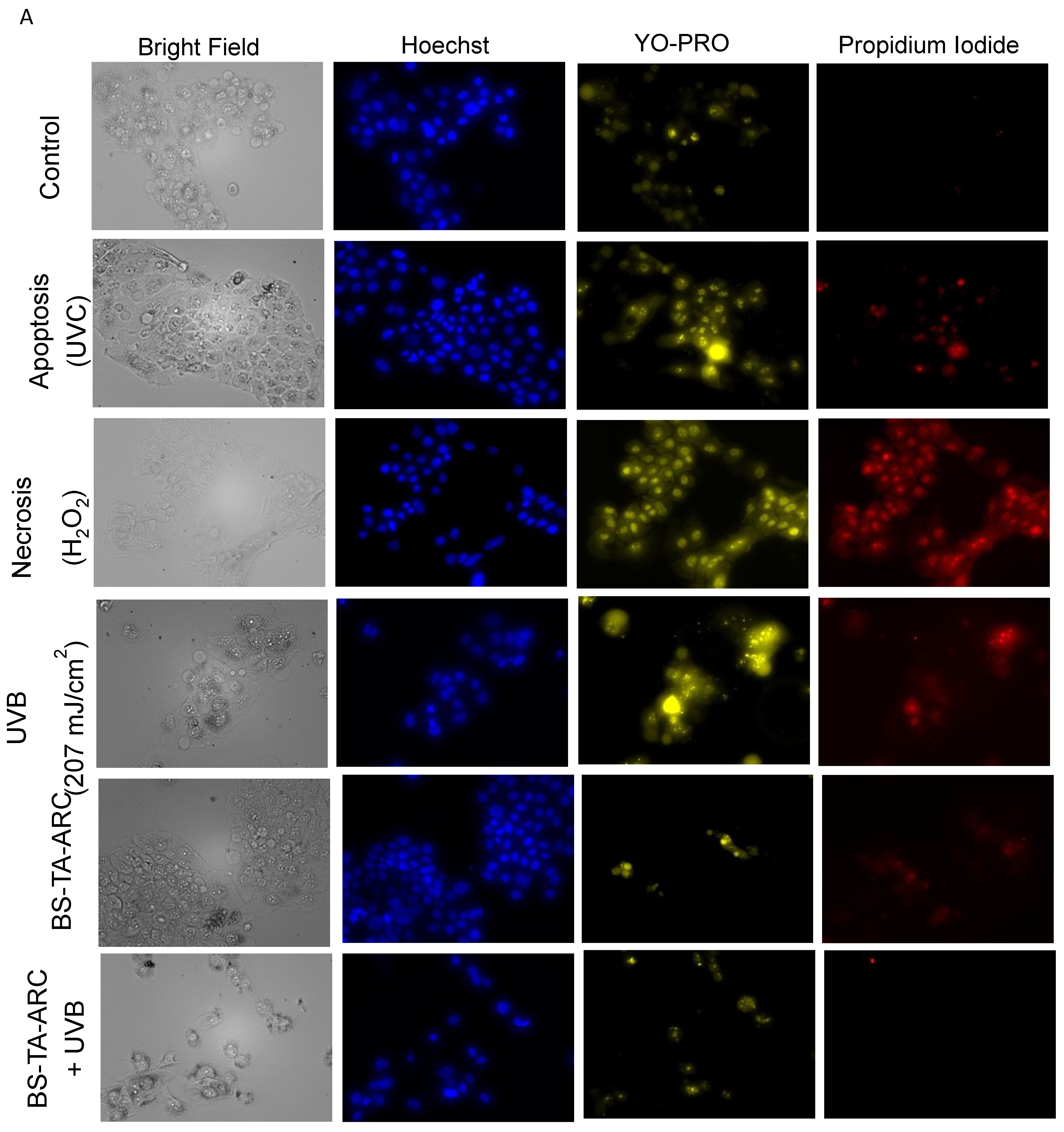 Preprints 193721 g009a