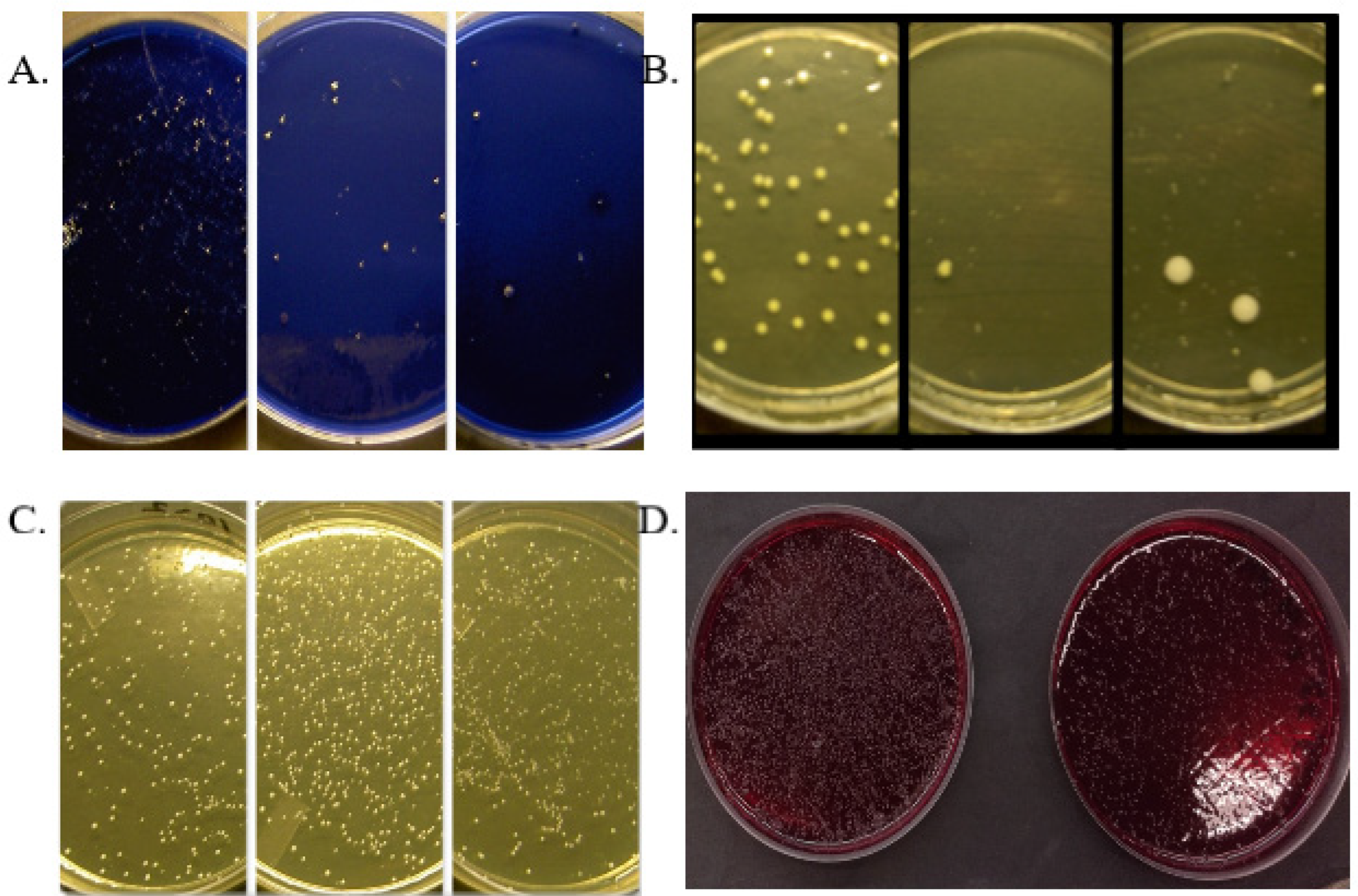 Preprints 113429 g001