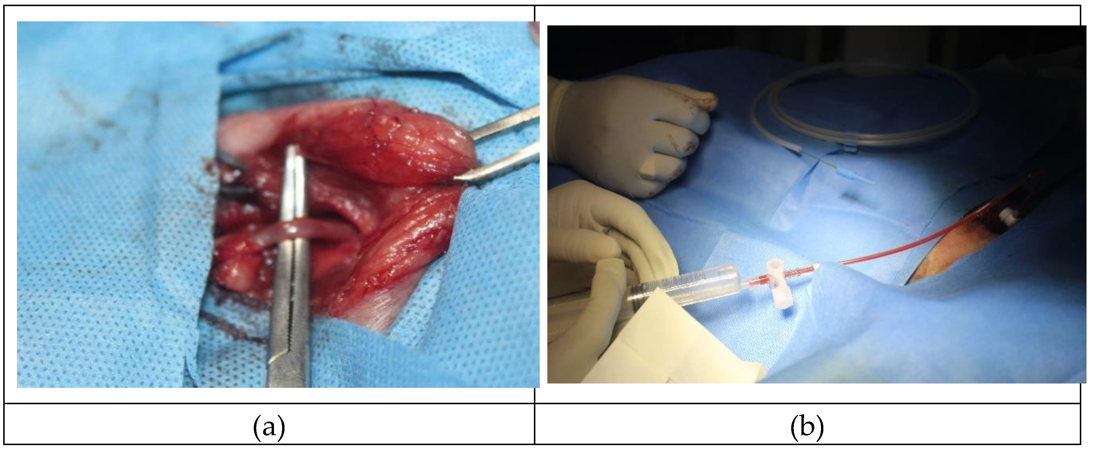 Preprints 90257 g001