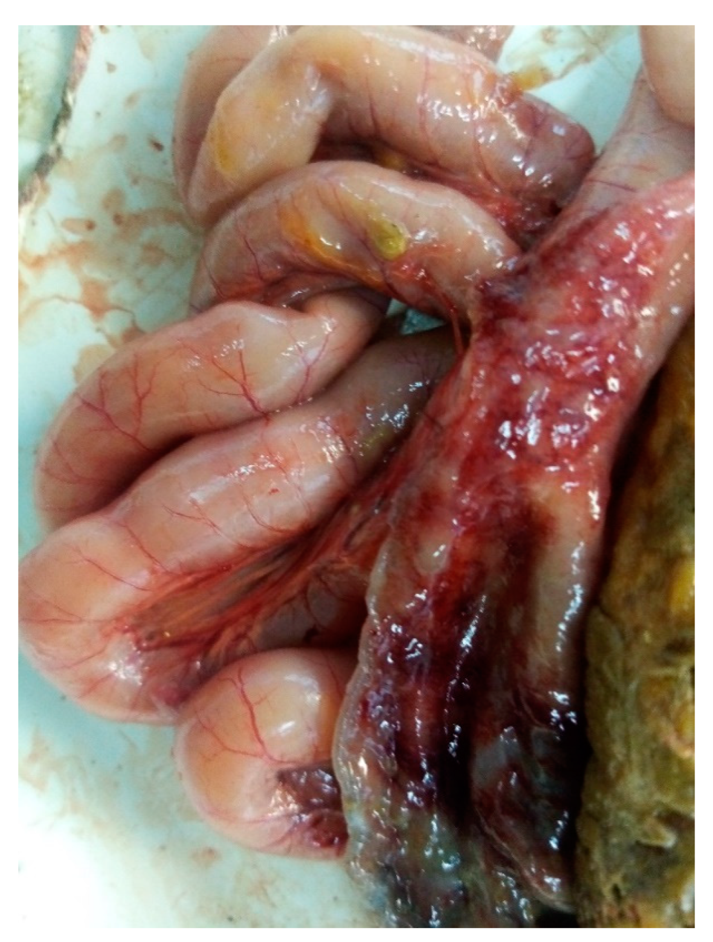 Preprints 147755 g001