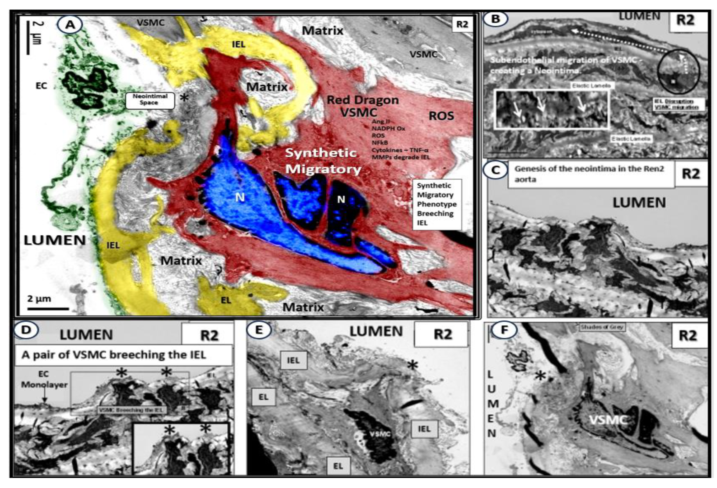 Preprints 150470 g015