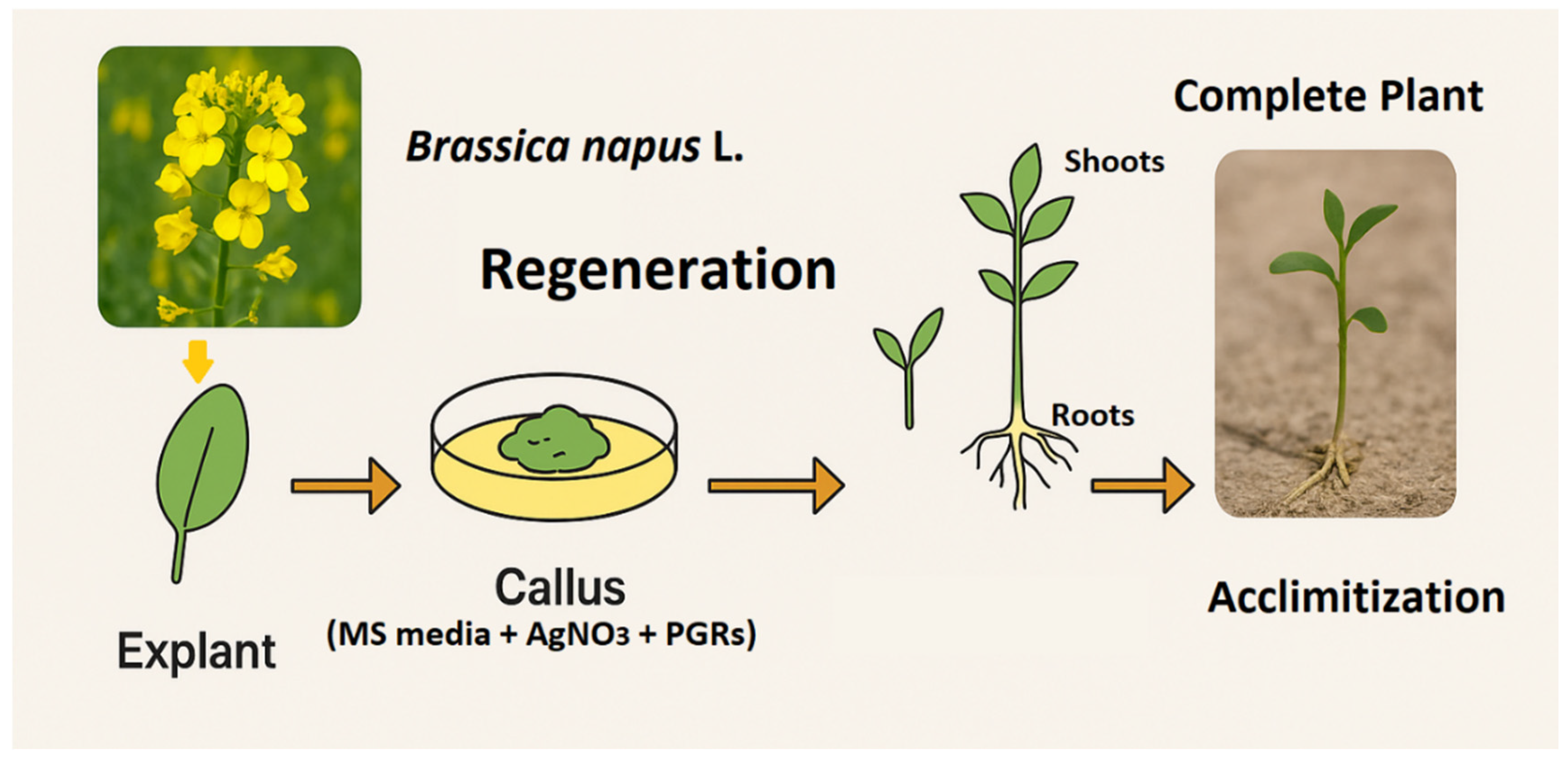 Preprints 174378 g001