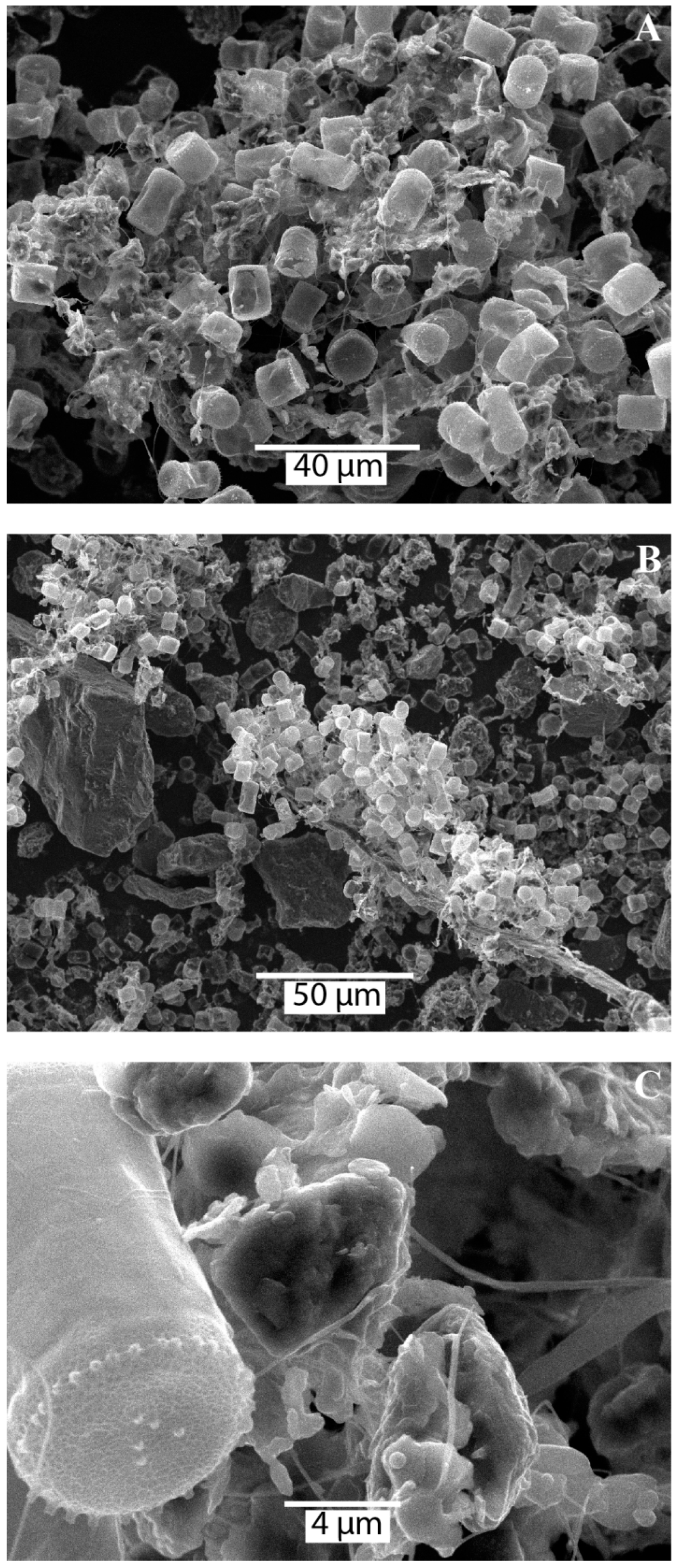 Preprints 67164 g006