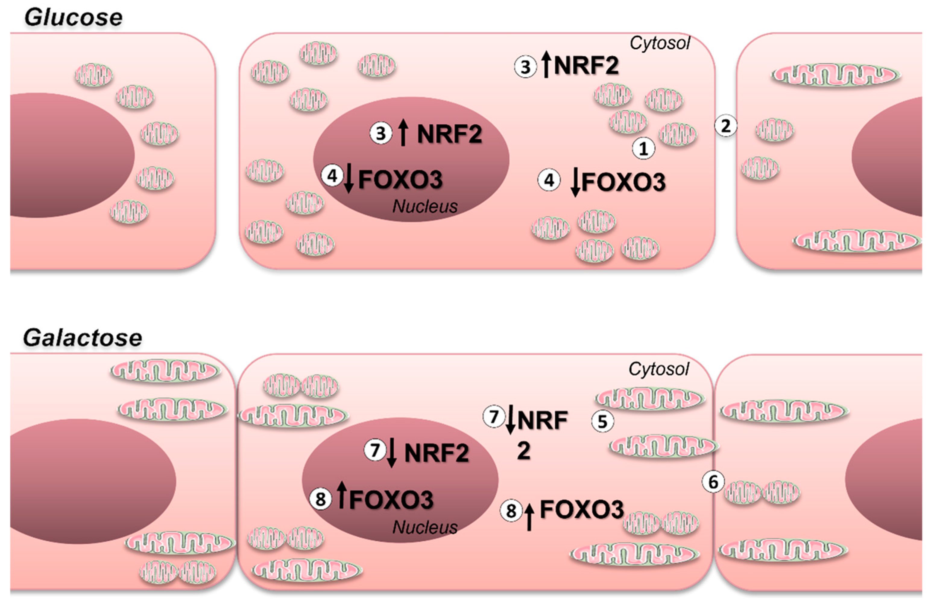 Preprints 109765 g005