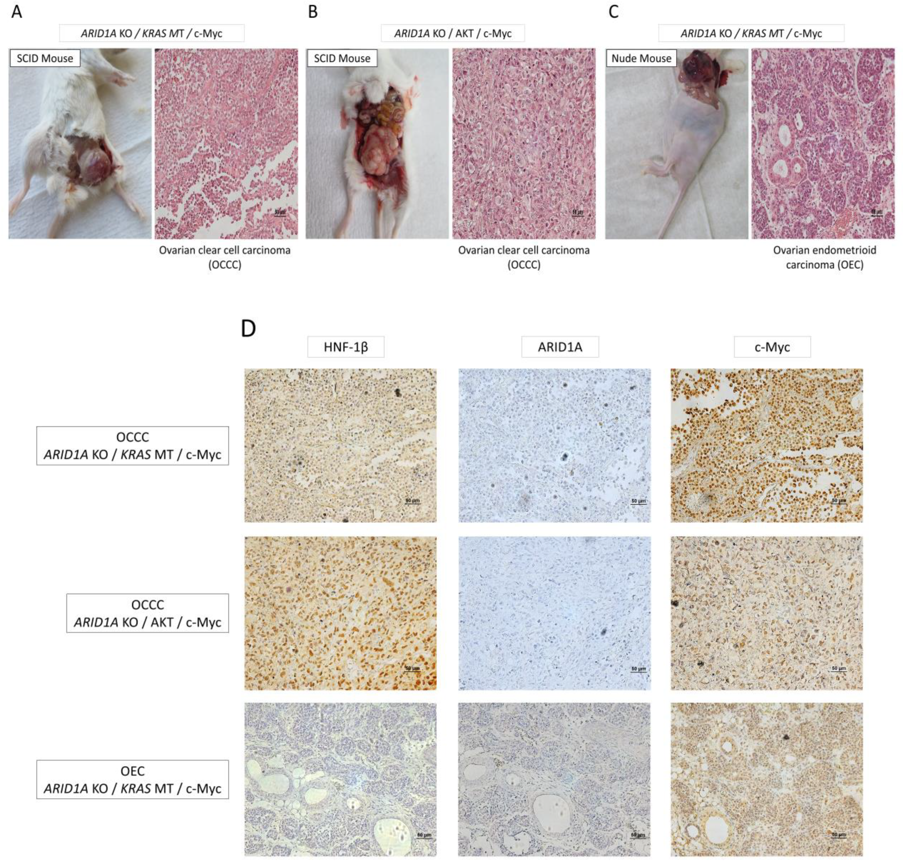 Preprints 148998 g005