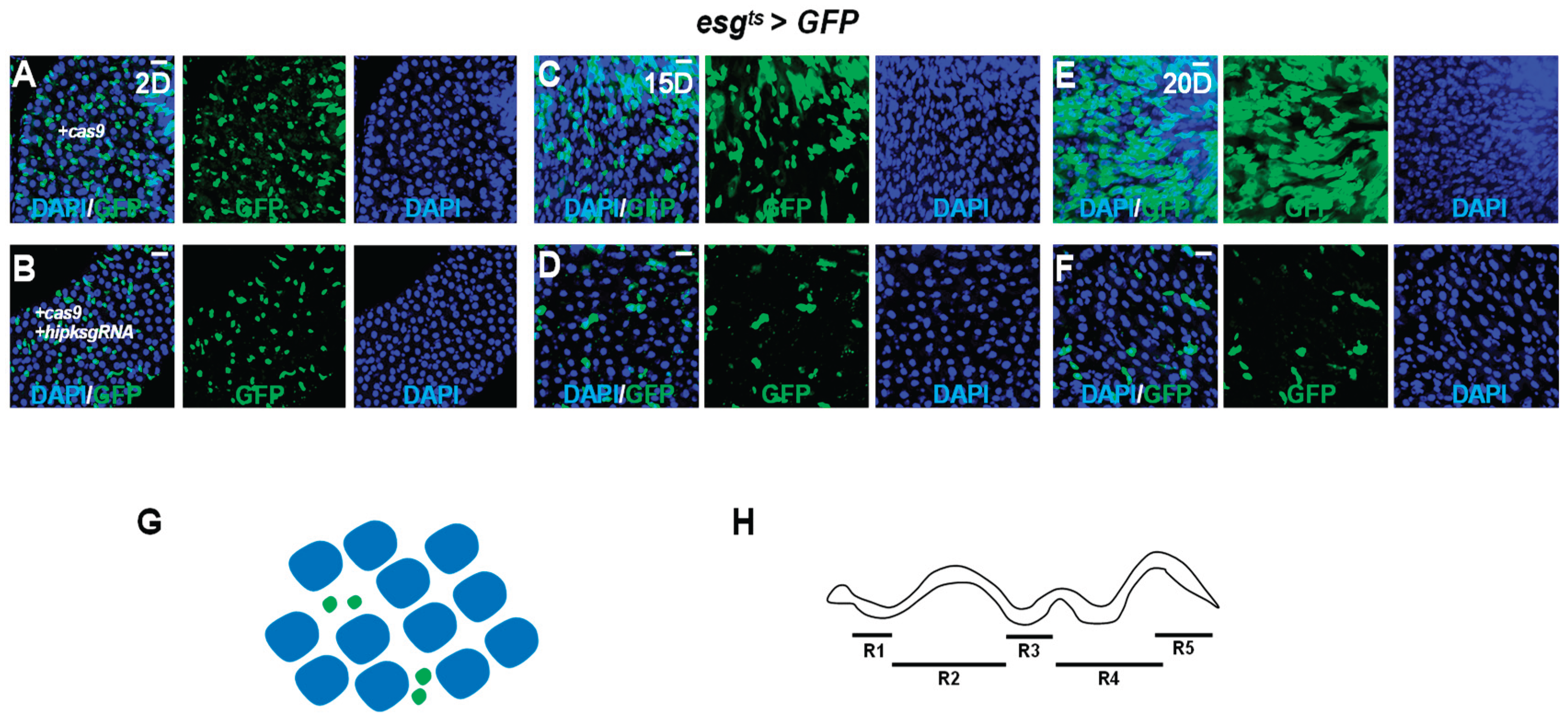 Preprints 215563 g001