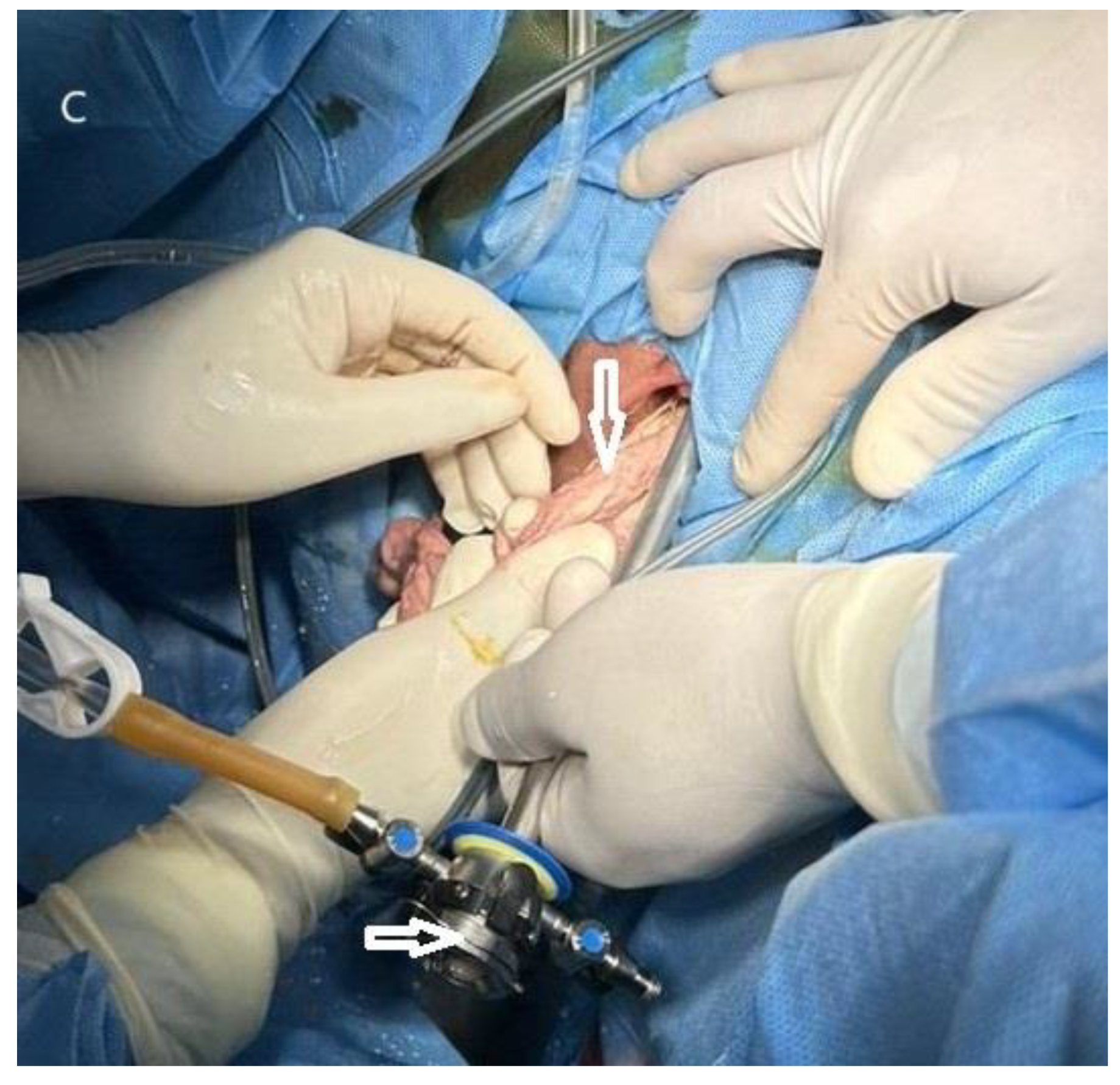 Preprints 144747 g003