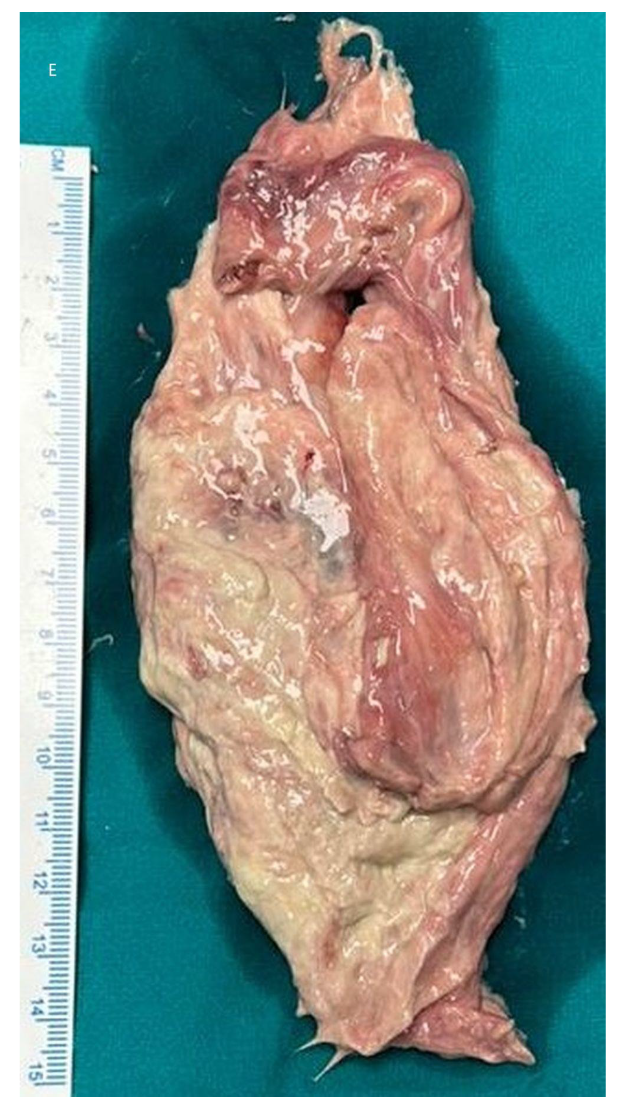 Preprints 144747 g005