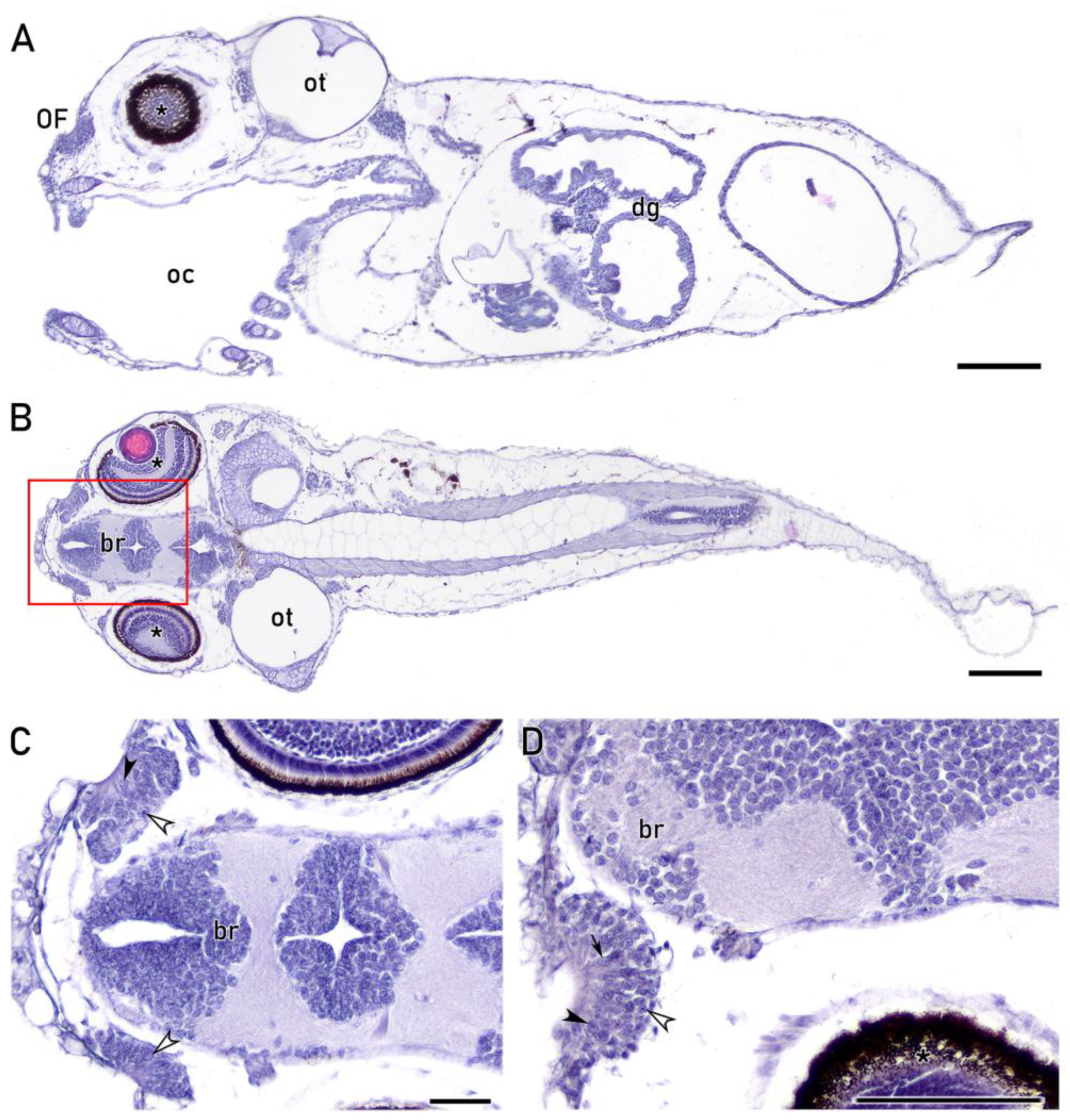 Preprints 203369 g001