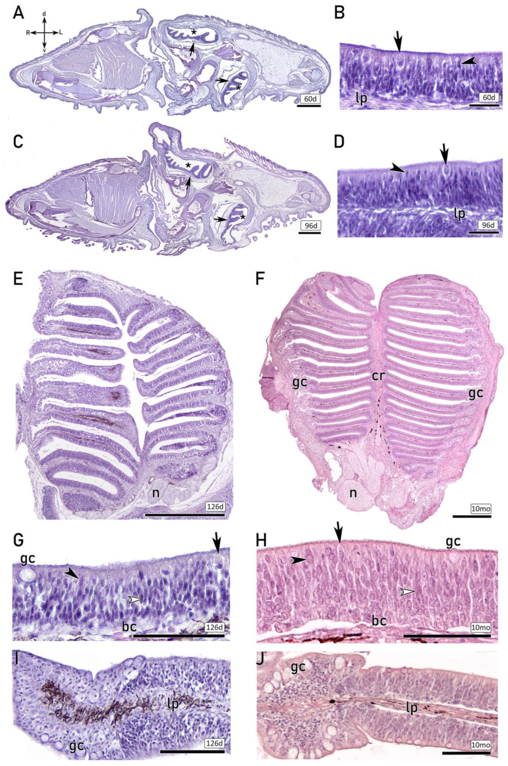 Preprints 203369 g002