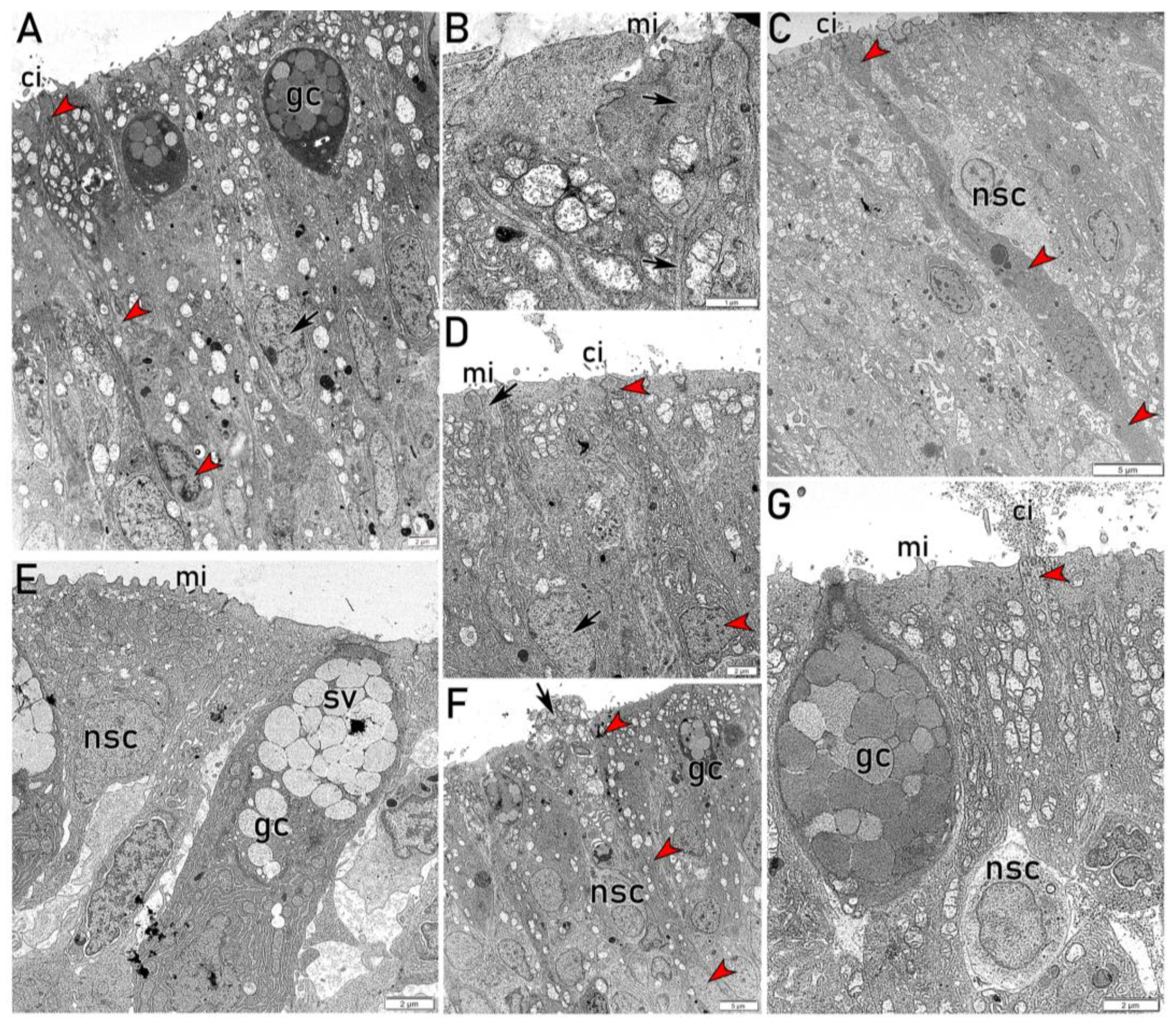 Preprints 203369 g005