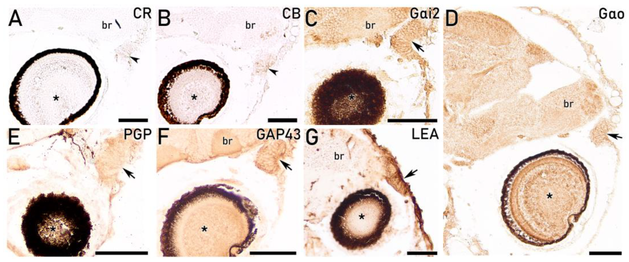 Preprints 203369 g006