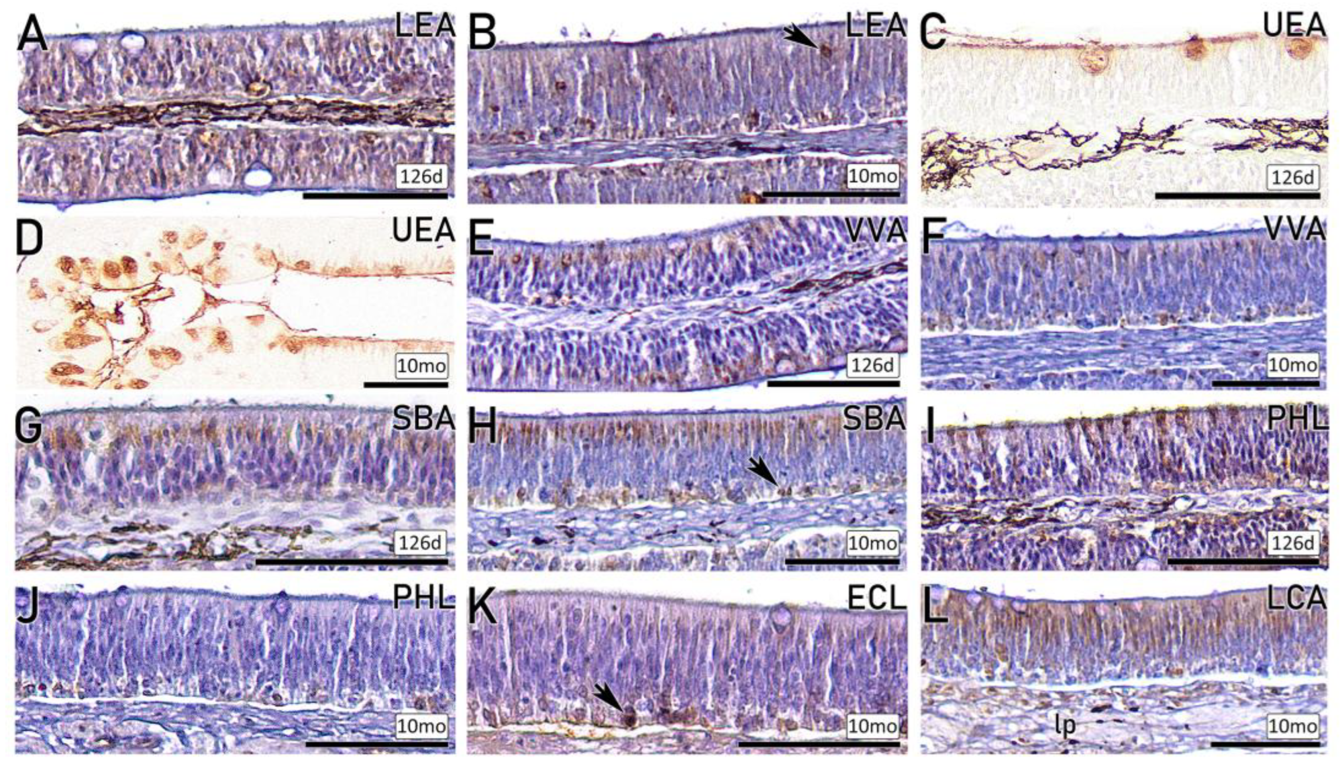 Preprints 203369 g007