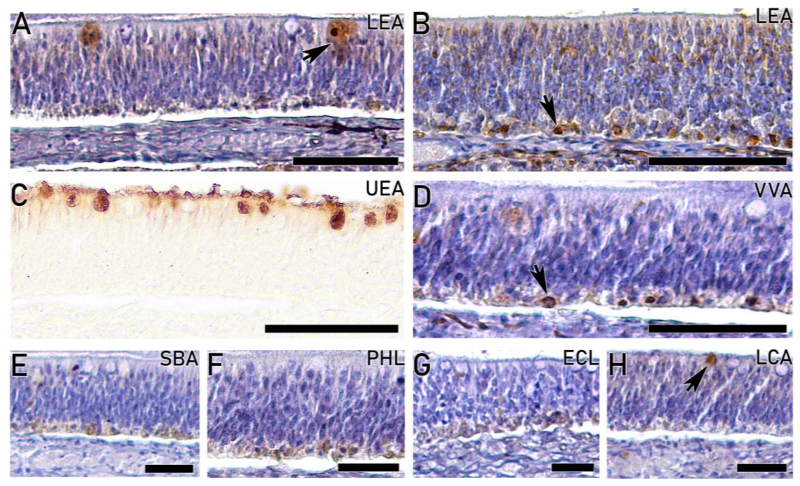 Preprints 203369 g008