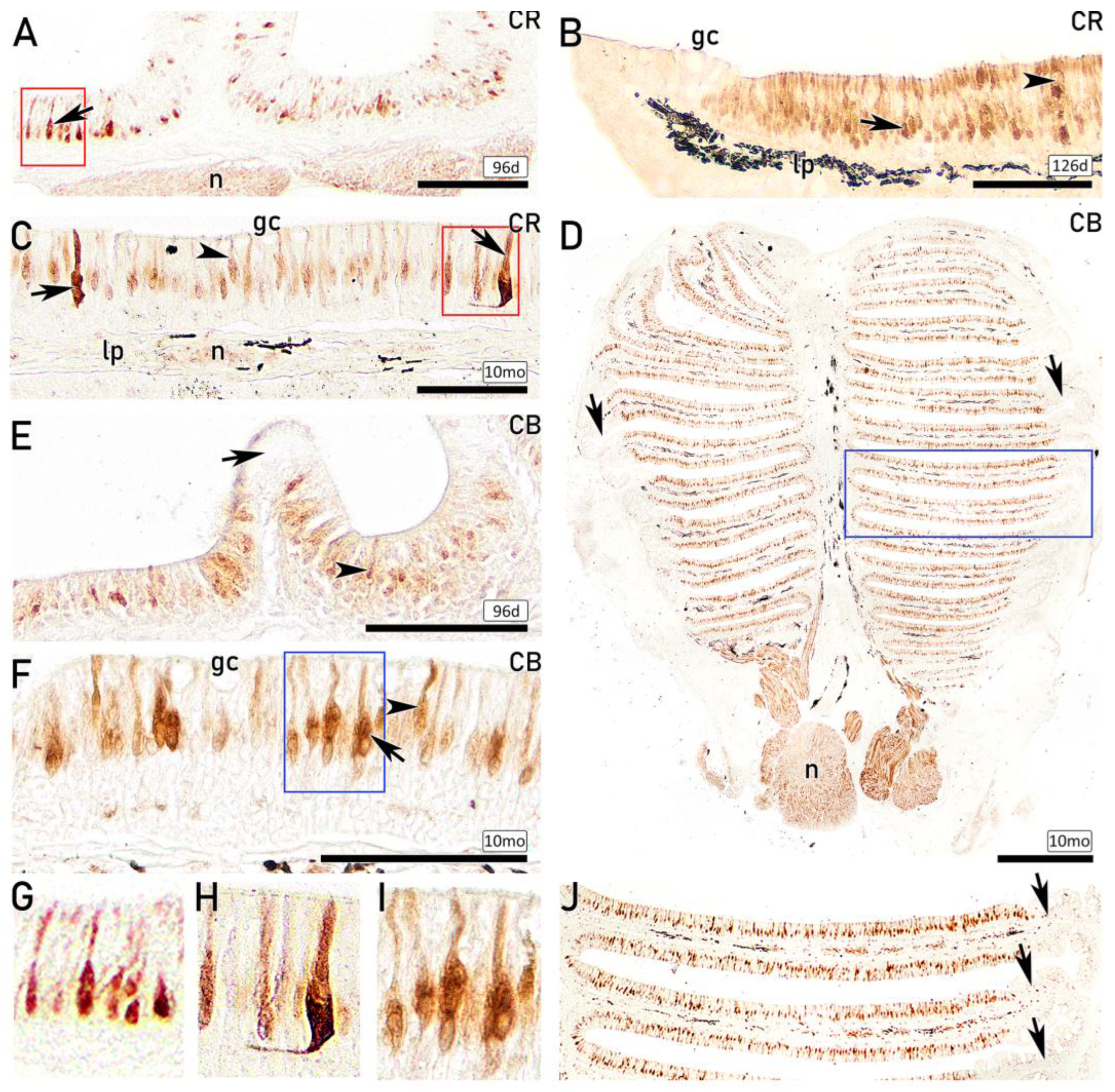 Preprints 203369 g009