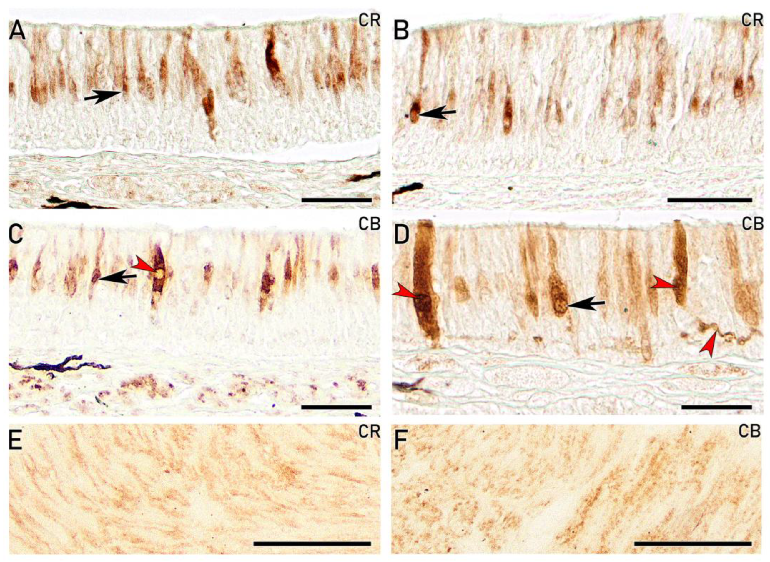 Preprints 203369 g010