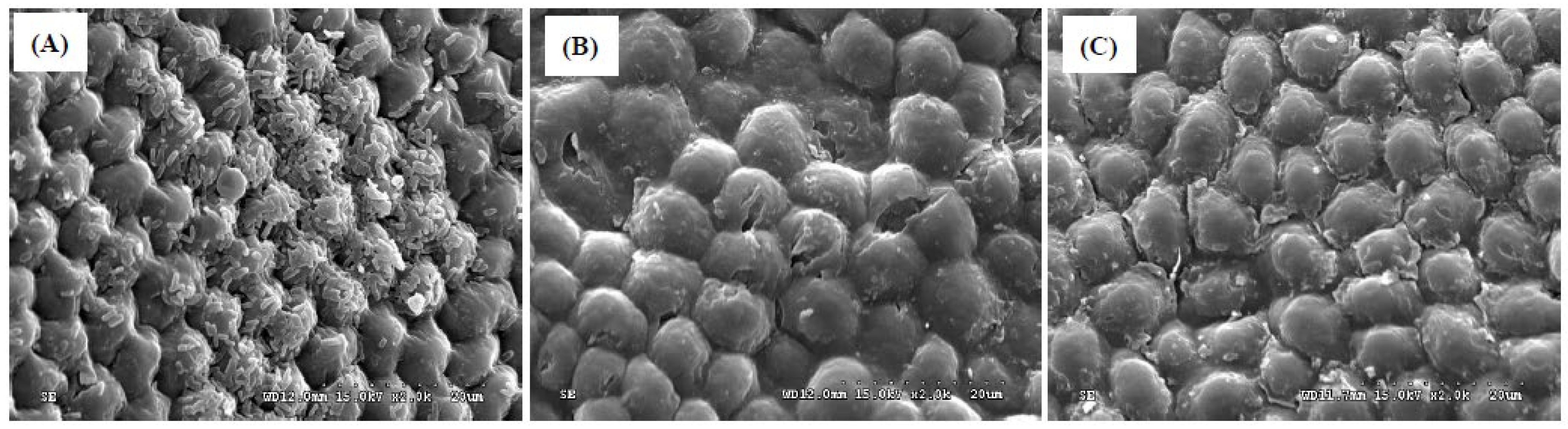 Preprints 172878 g004