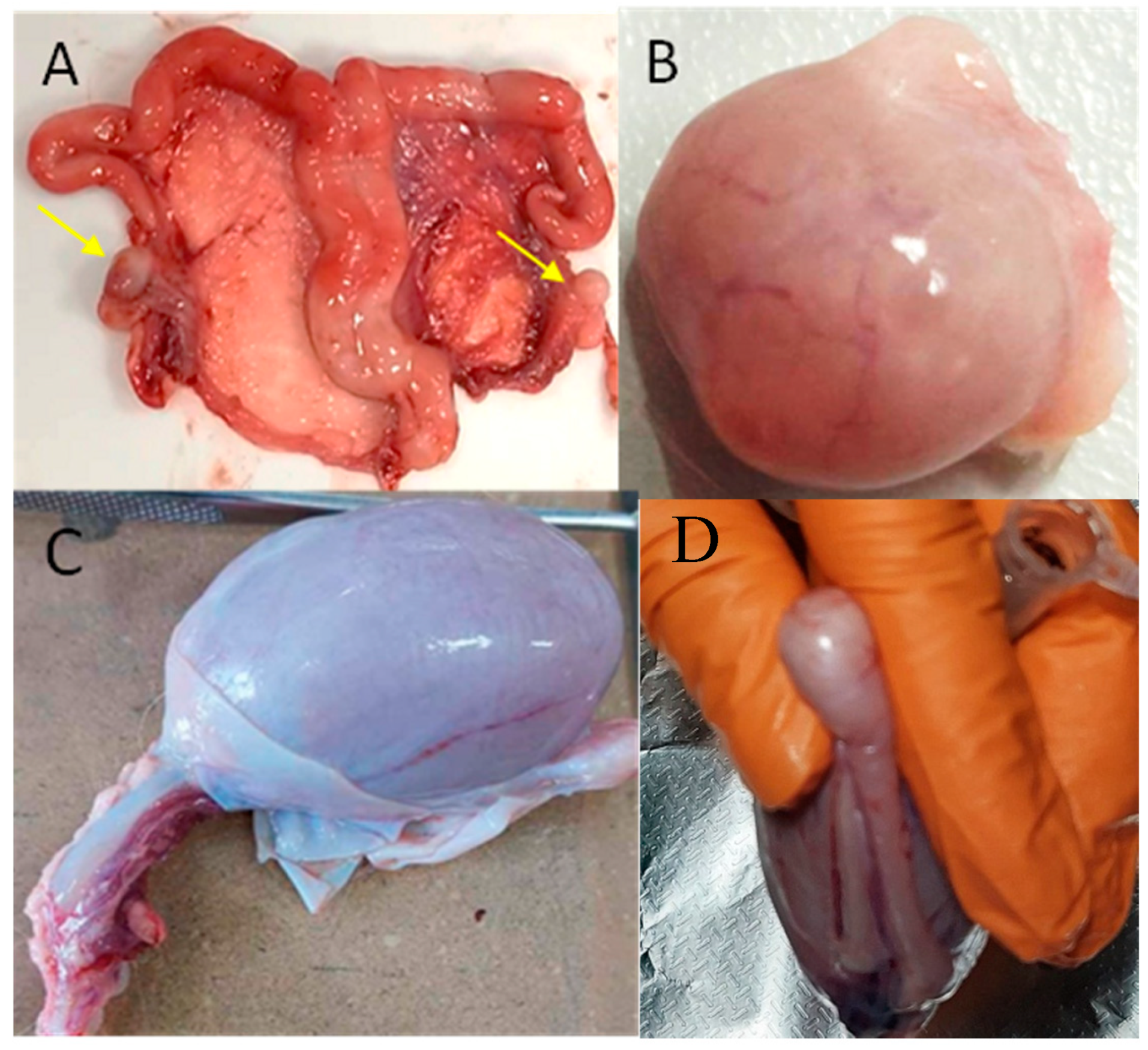 Preprints 149950 g001