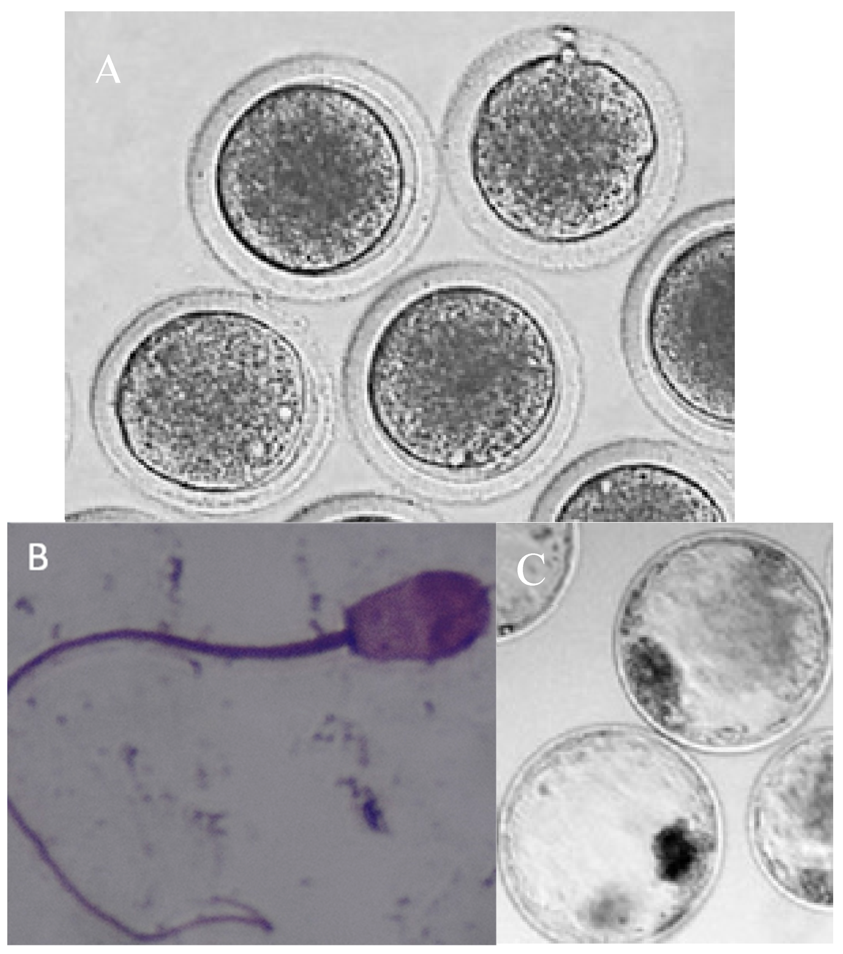 Preprints 149950 g002