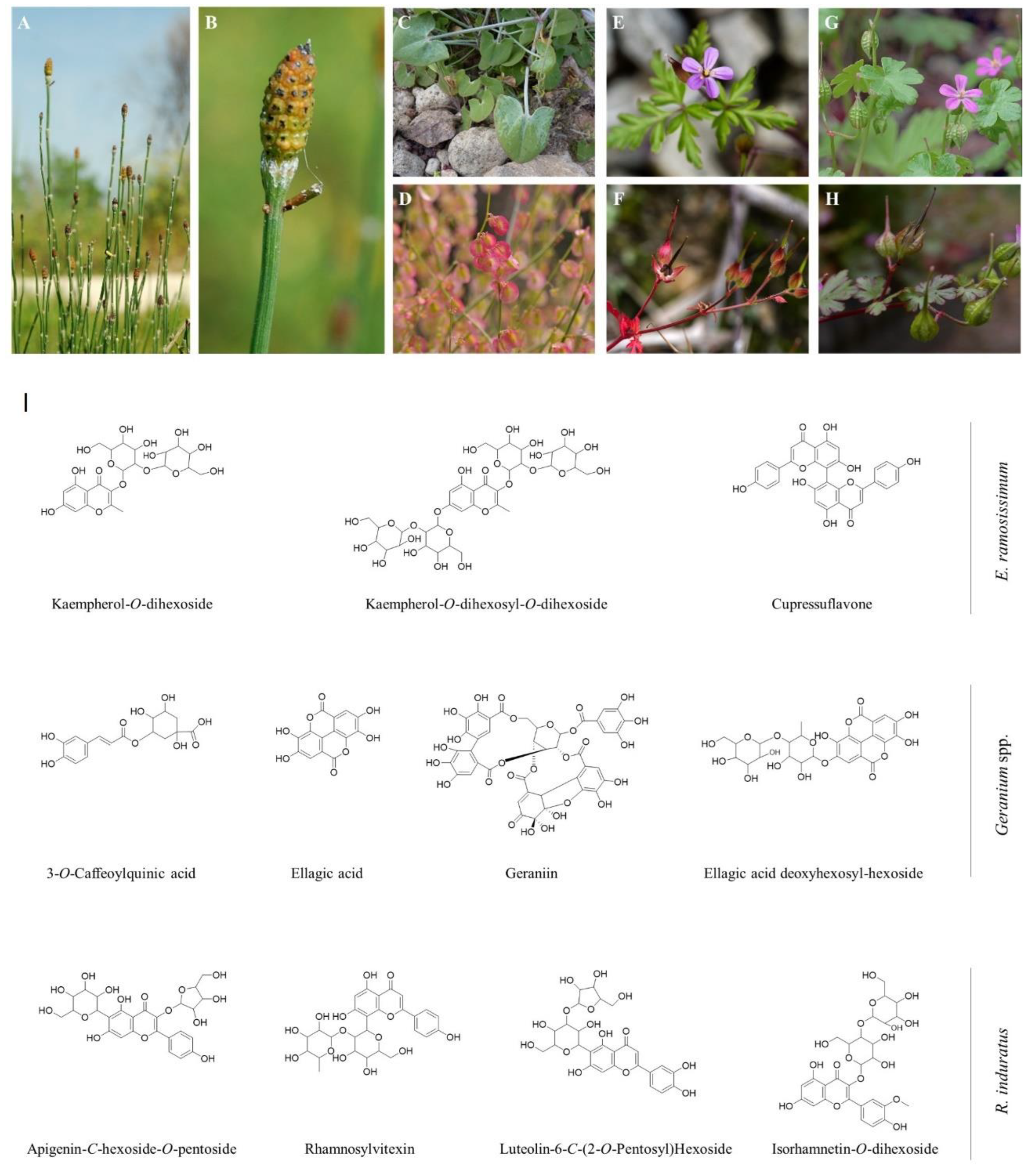 Preprints 142637 g001