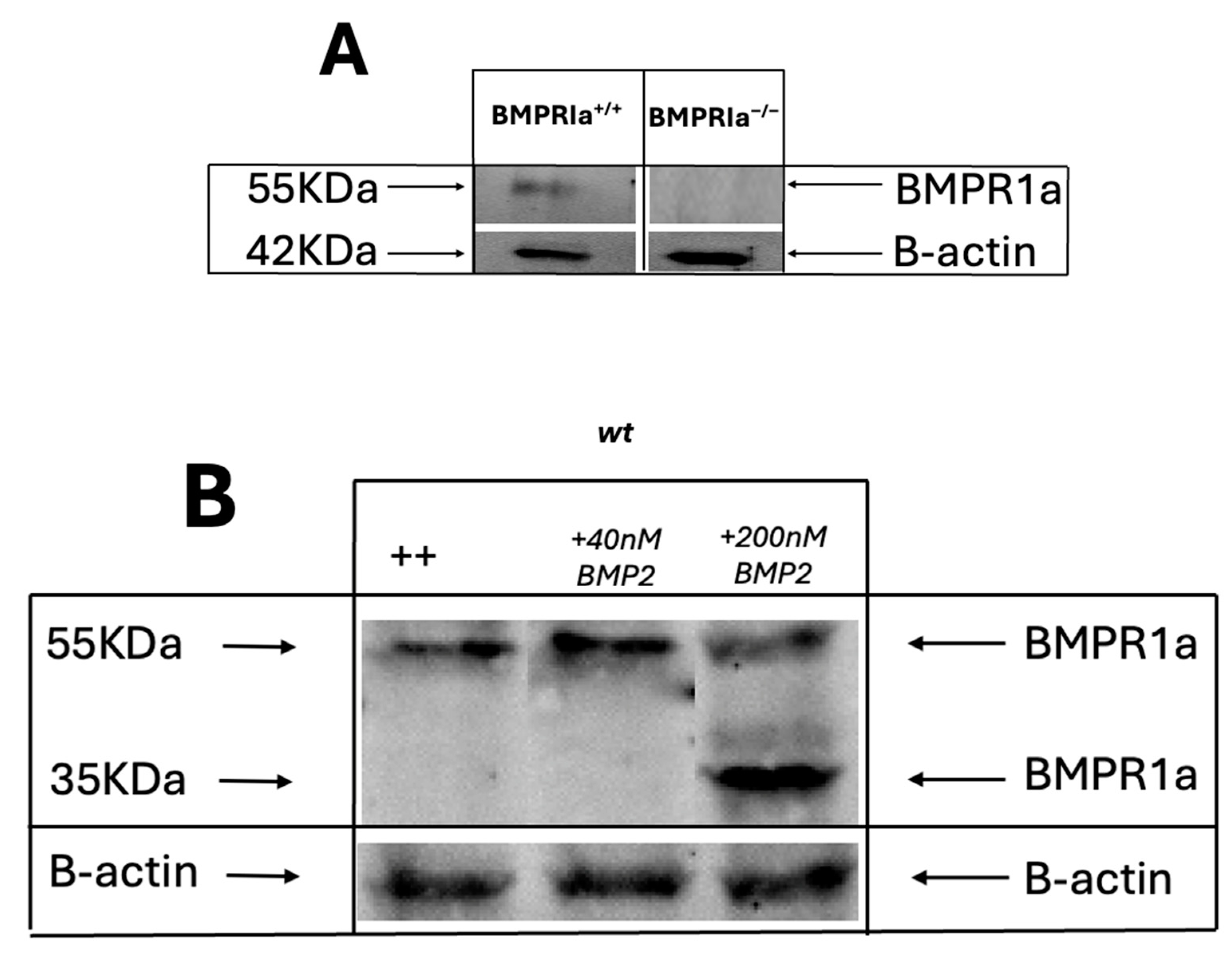 Preprints 155674 g001