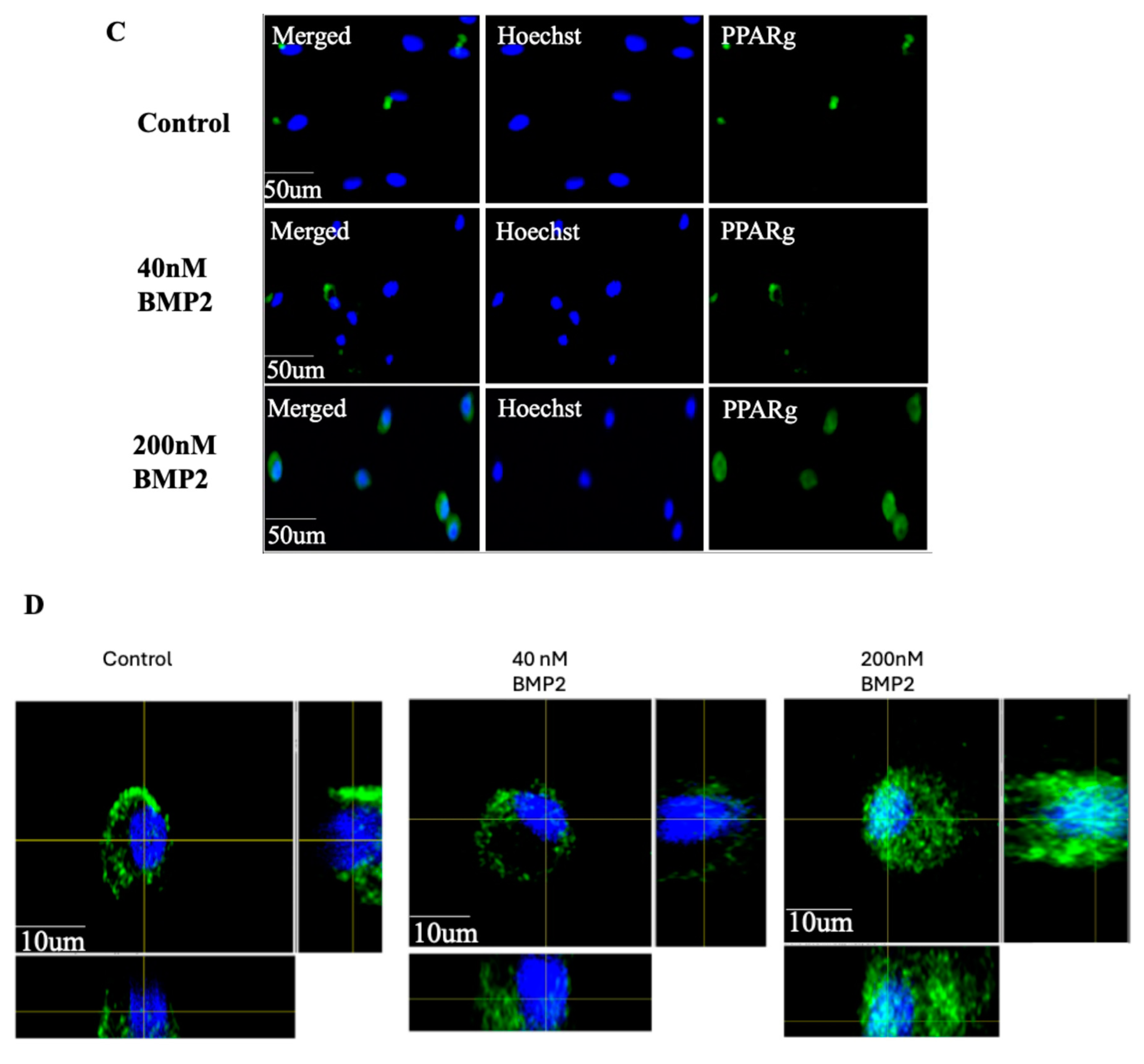 Preprints 155674 g002b