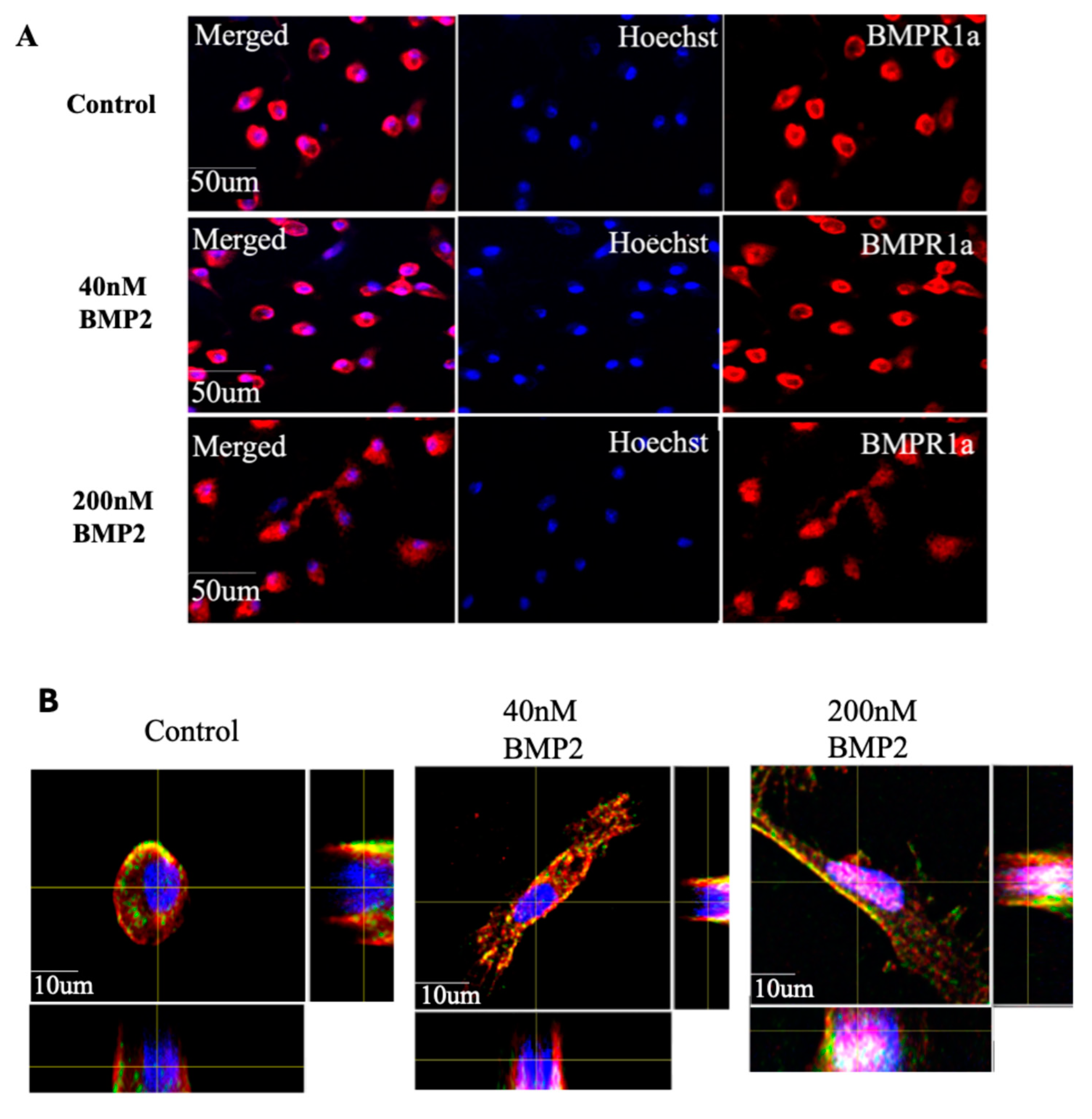 Preprints 155674 g003a