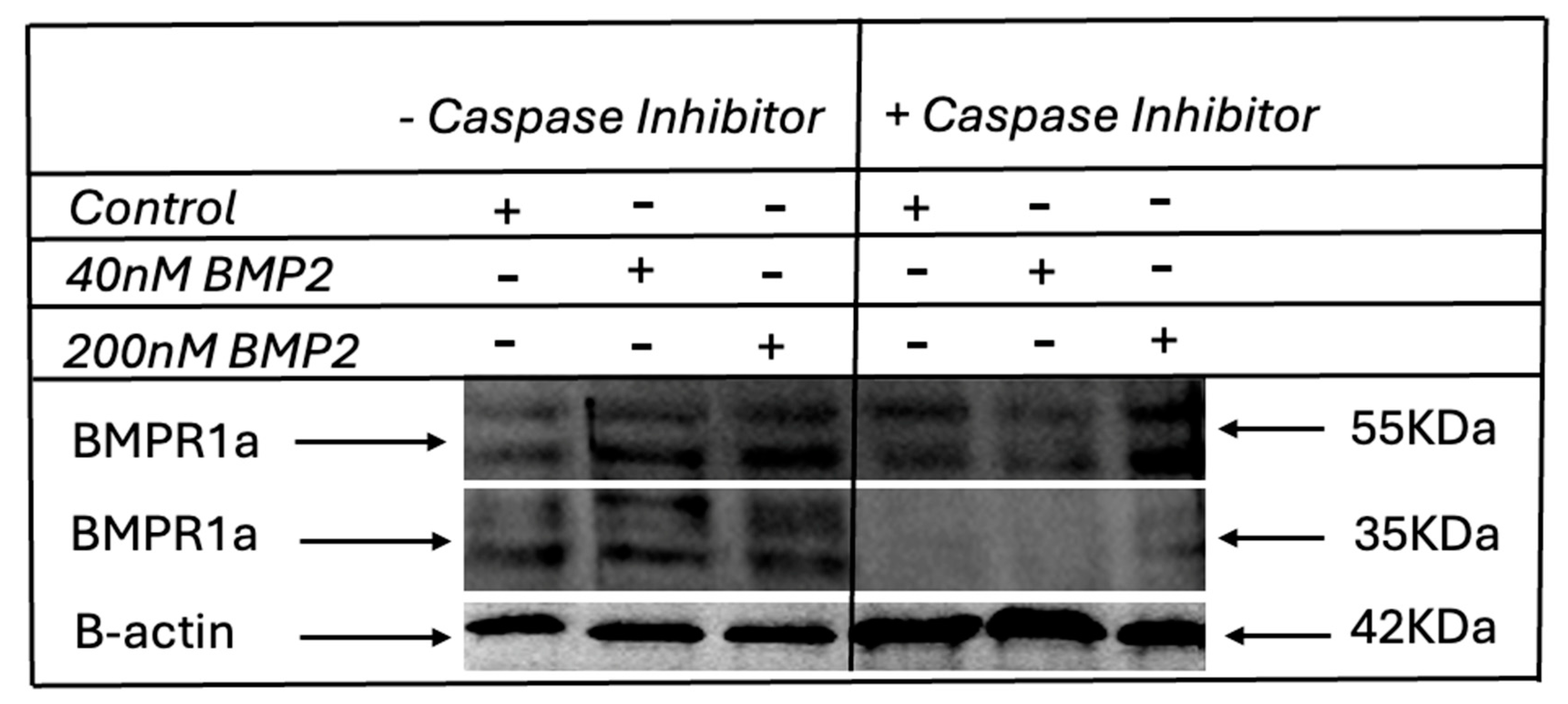 Preprints 155674 g005