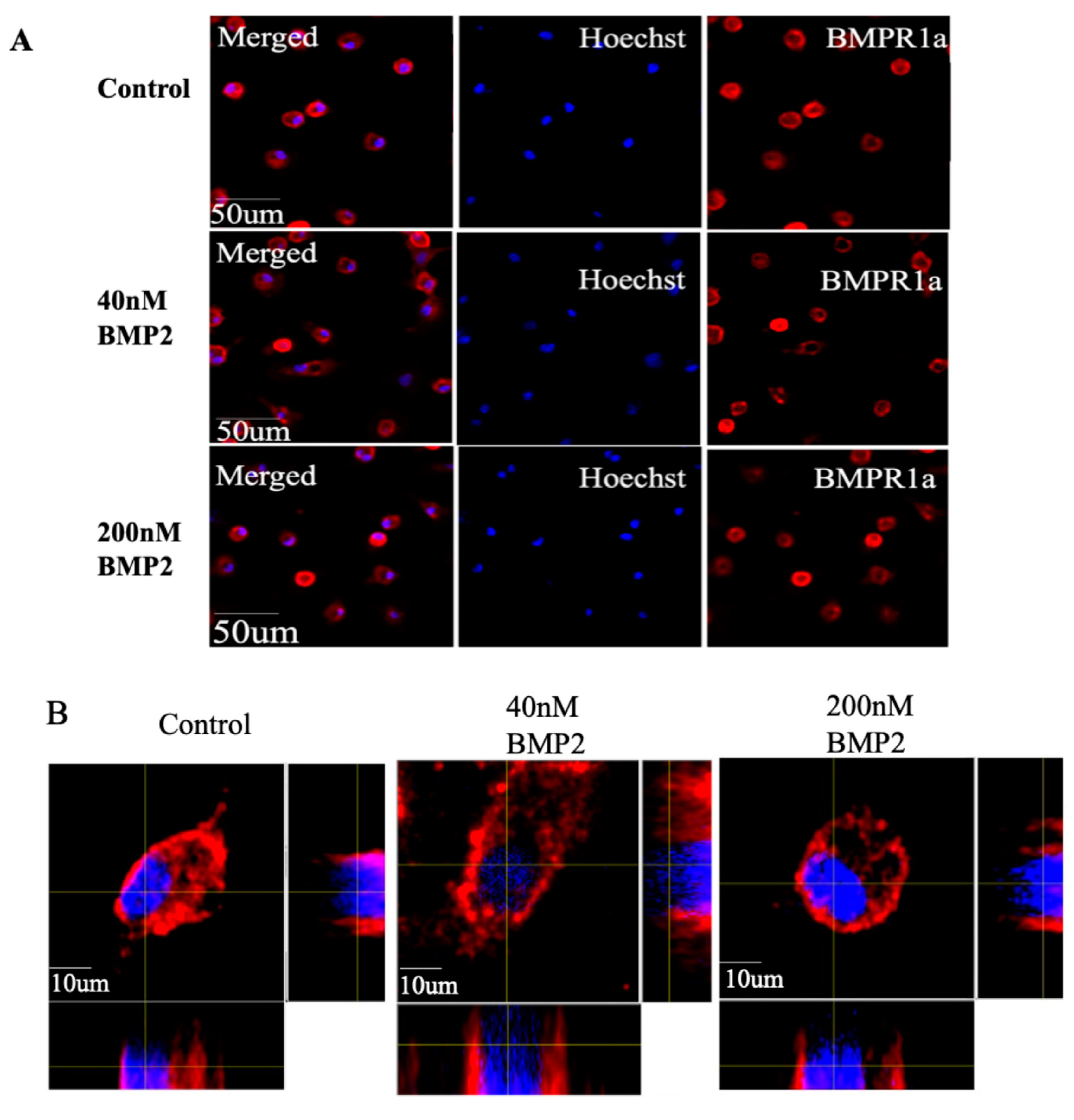 Preprints 155674 g006