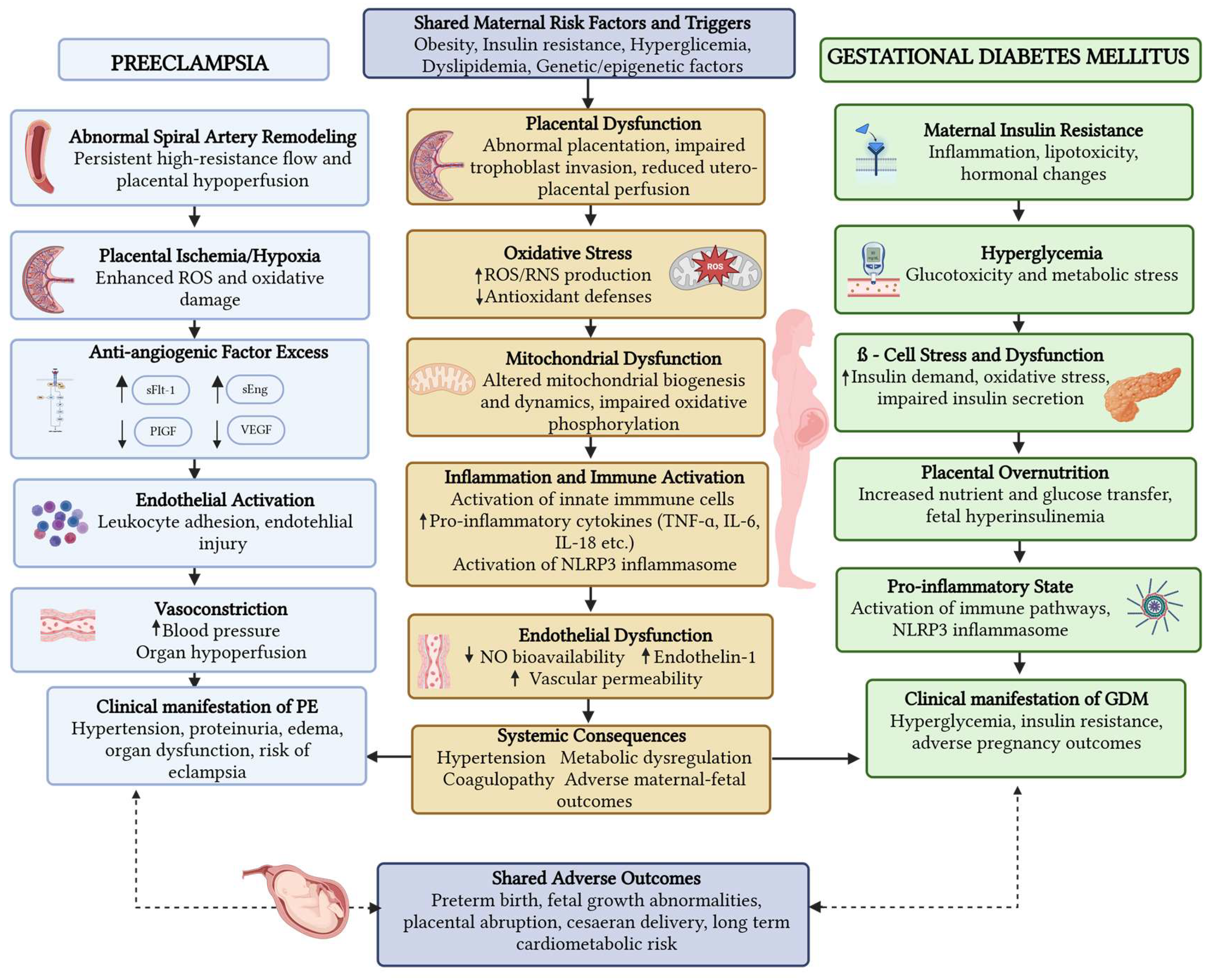 Edible and Medicinal Mushrooms as Sources of Bioactive Molecules in Early  Pregnancy: Potential Impact on Preeclampsia and Pre  and Gestational  Diabetes Outcomes[v1] | Preprints.org