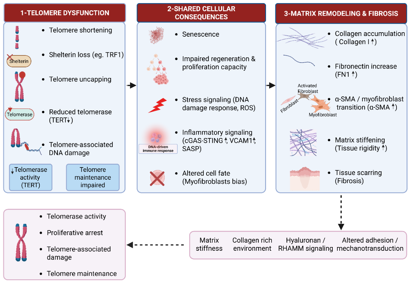 Preprints 214867 g001