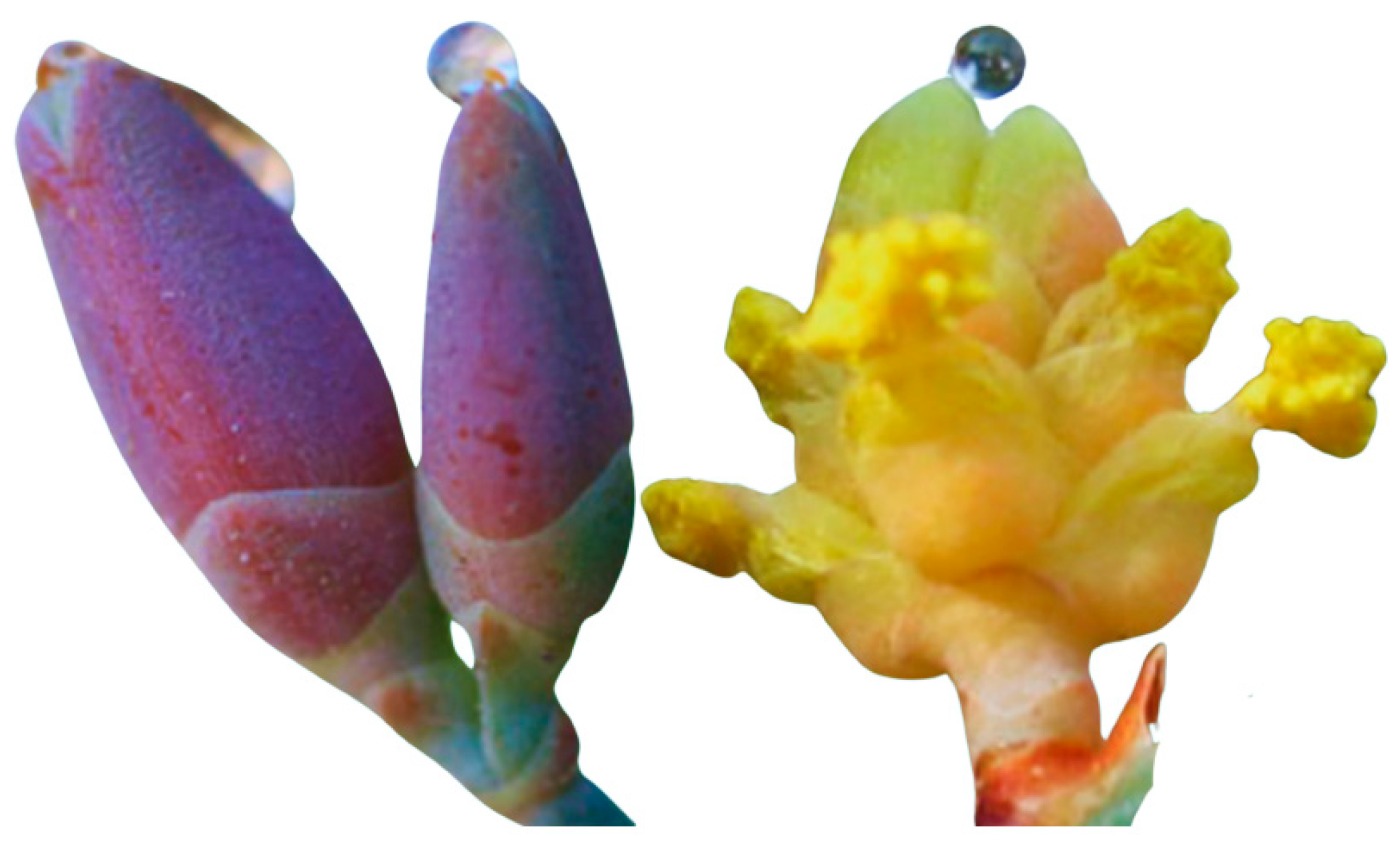 Preprints 185275 g008