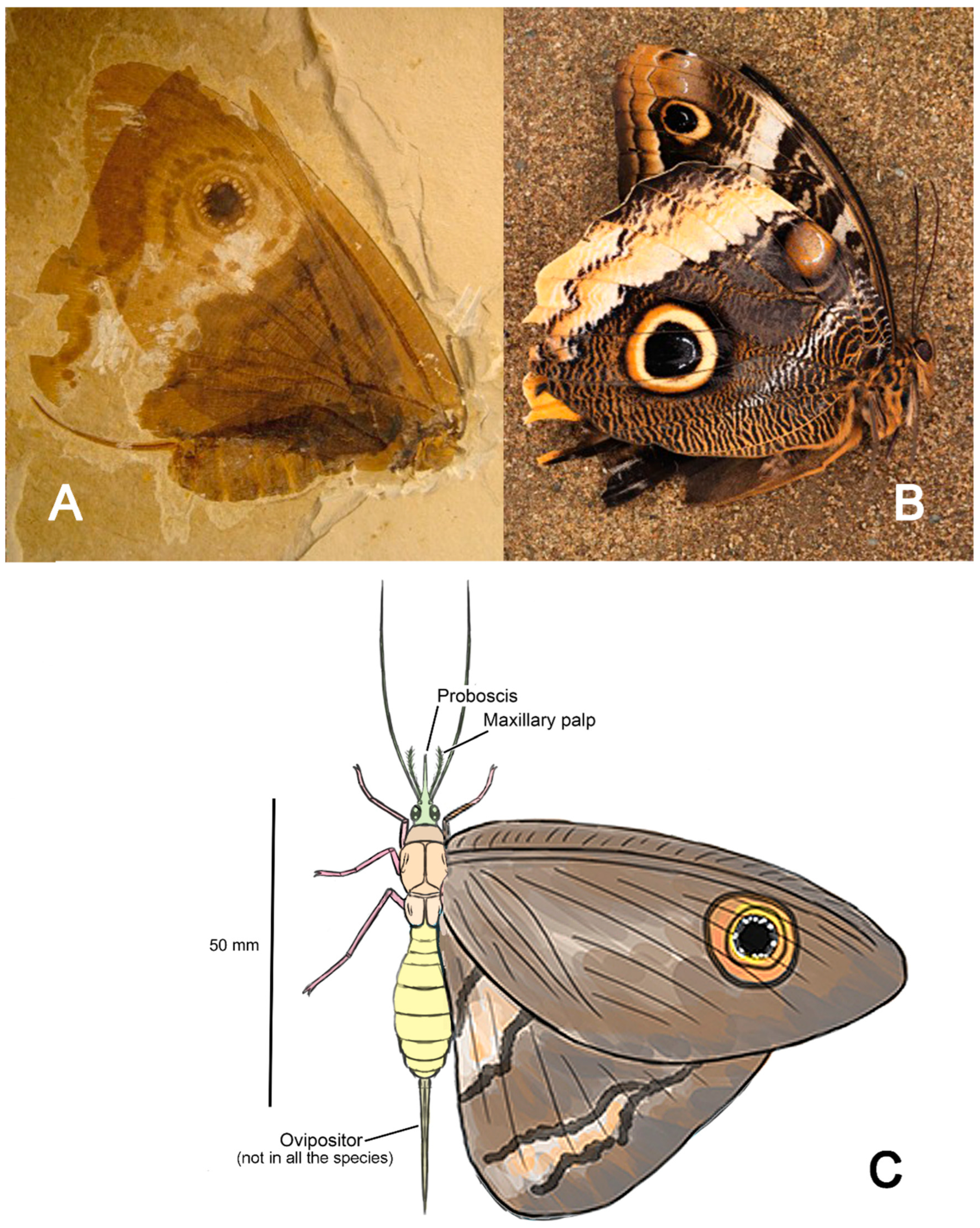 Preprints 185275 g010